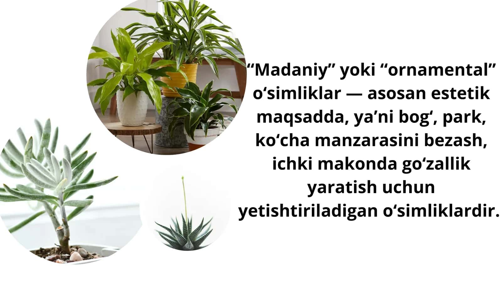 Madaniy o‘simliklarni yetishtirishni bir biridan qiyoslash 2