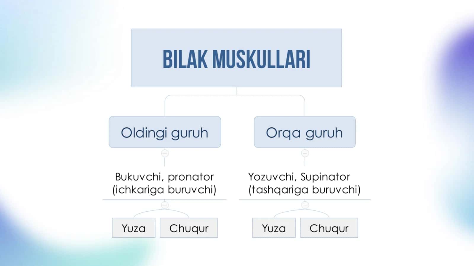 Anatomiya Qoʻl muskullari 2
