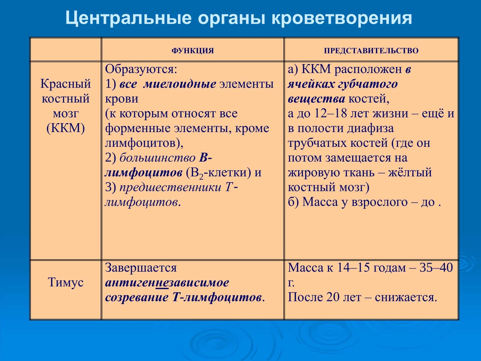 Органы кроветворения и иммунологической защиты 2
