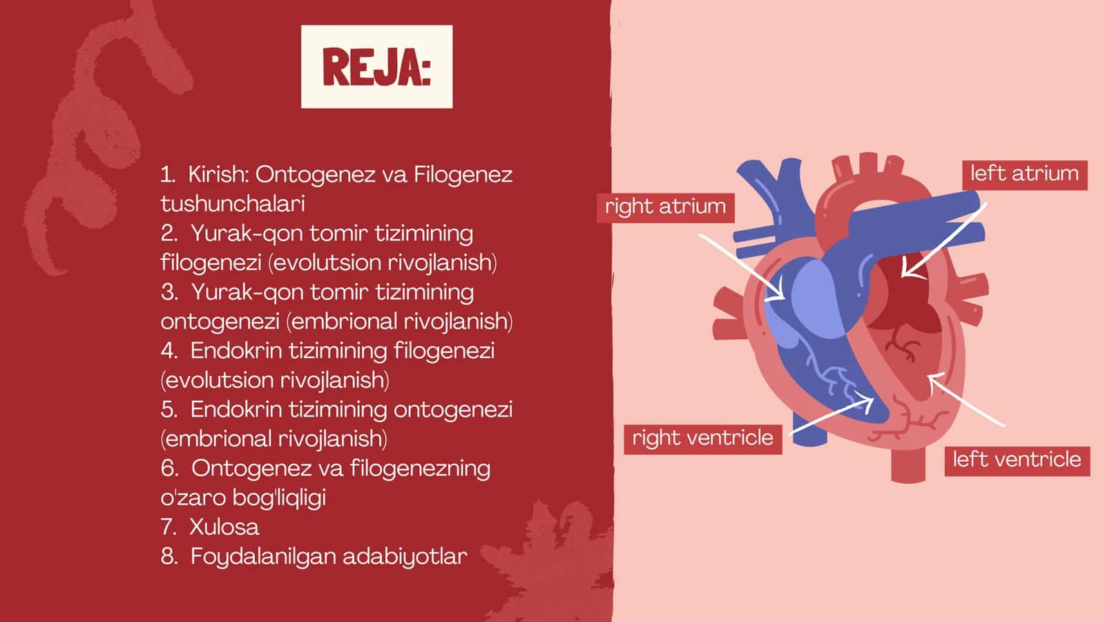 YURAK-QON TOMIRLAR VA ENDOKRIN TIZIMINING ONTO-FILOGENEZI 2
