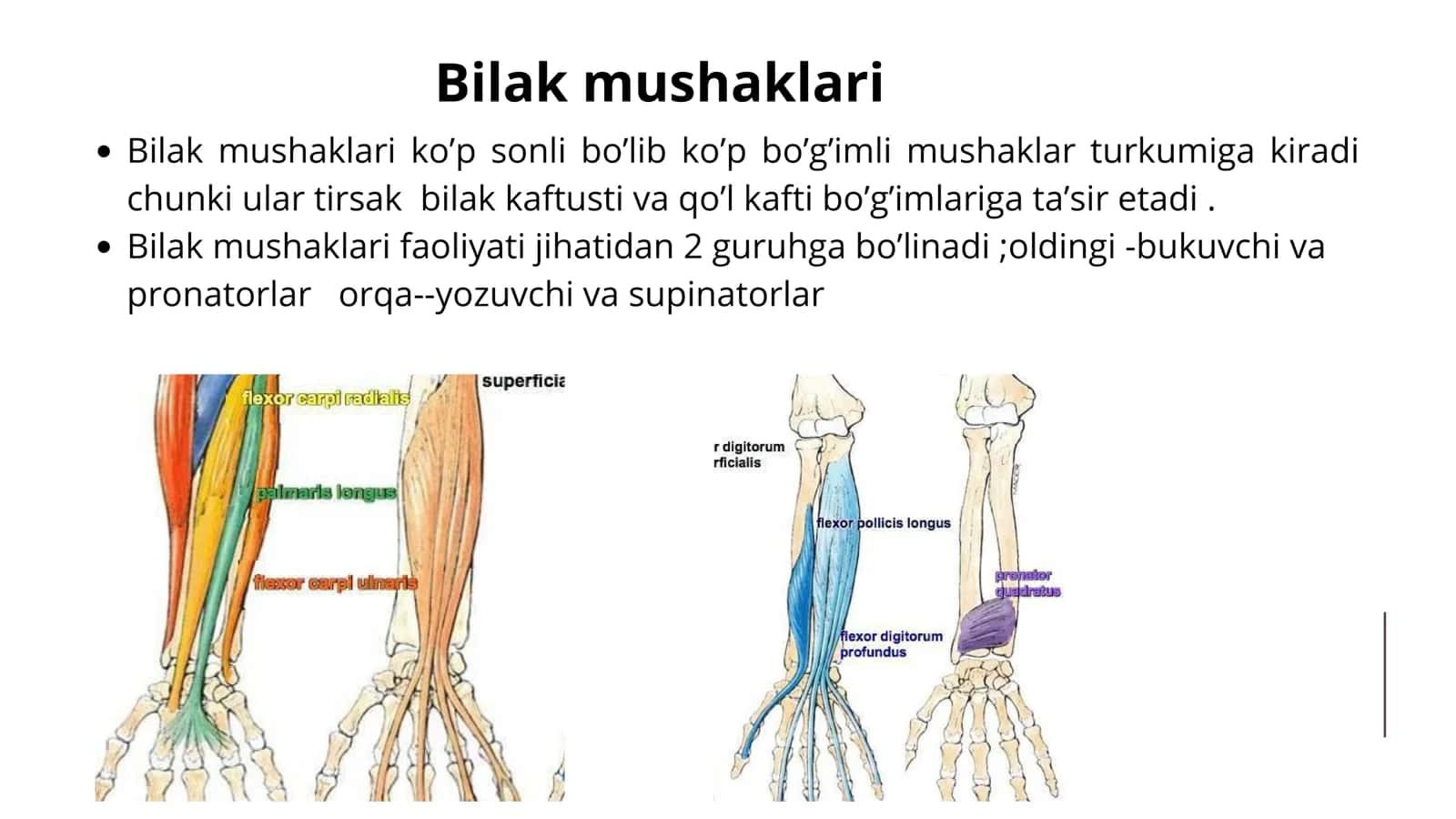 bilak mushaklari 2