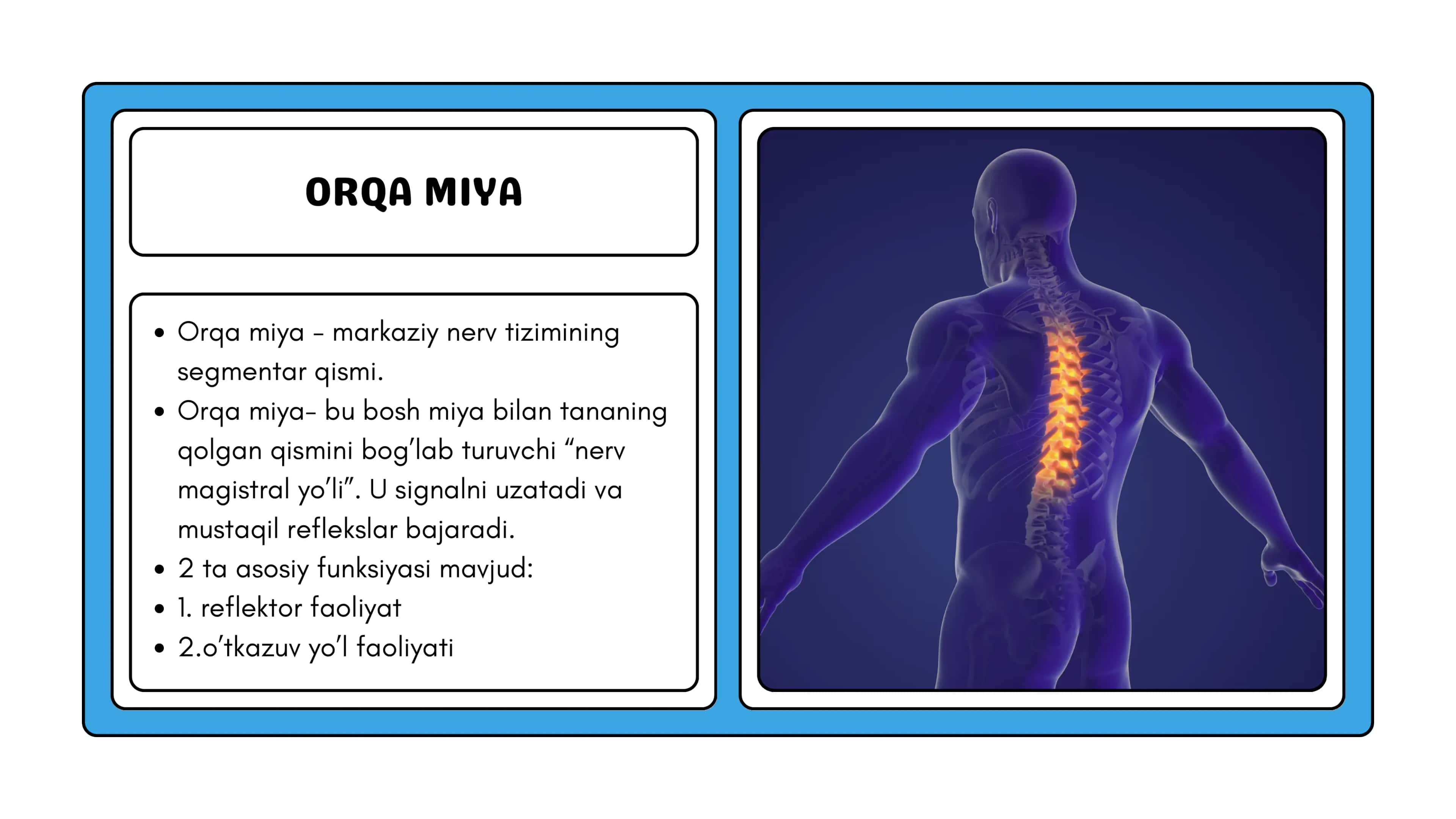 Orqa miyaning Reflektor va O‘tkazuvchi Yo‘l Faoliyati 2