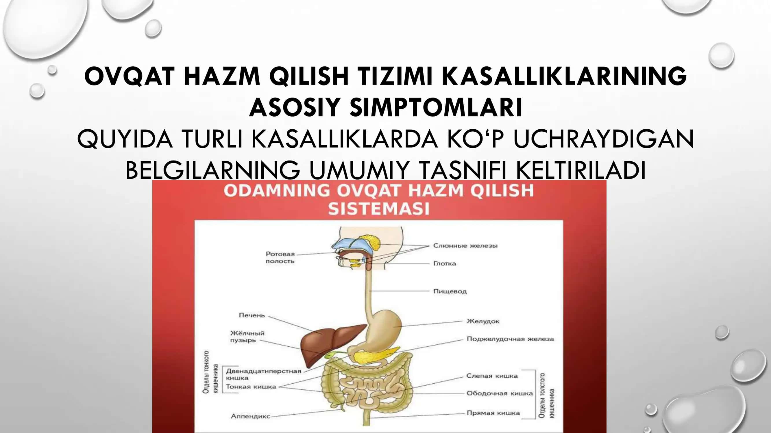 Ovqat hazim qilish 2