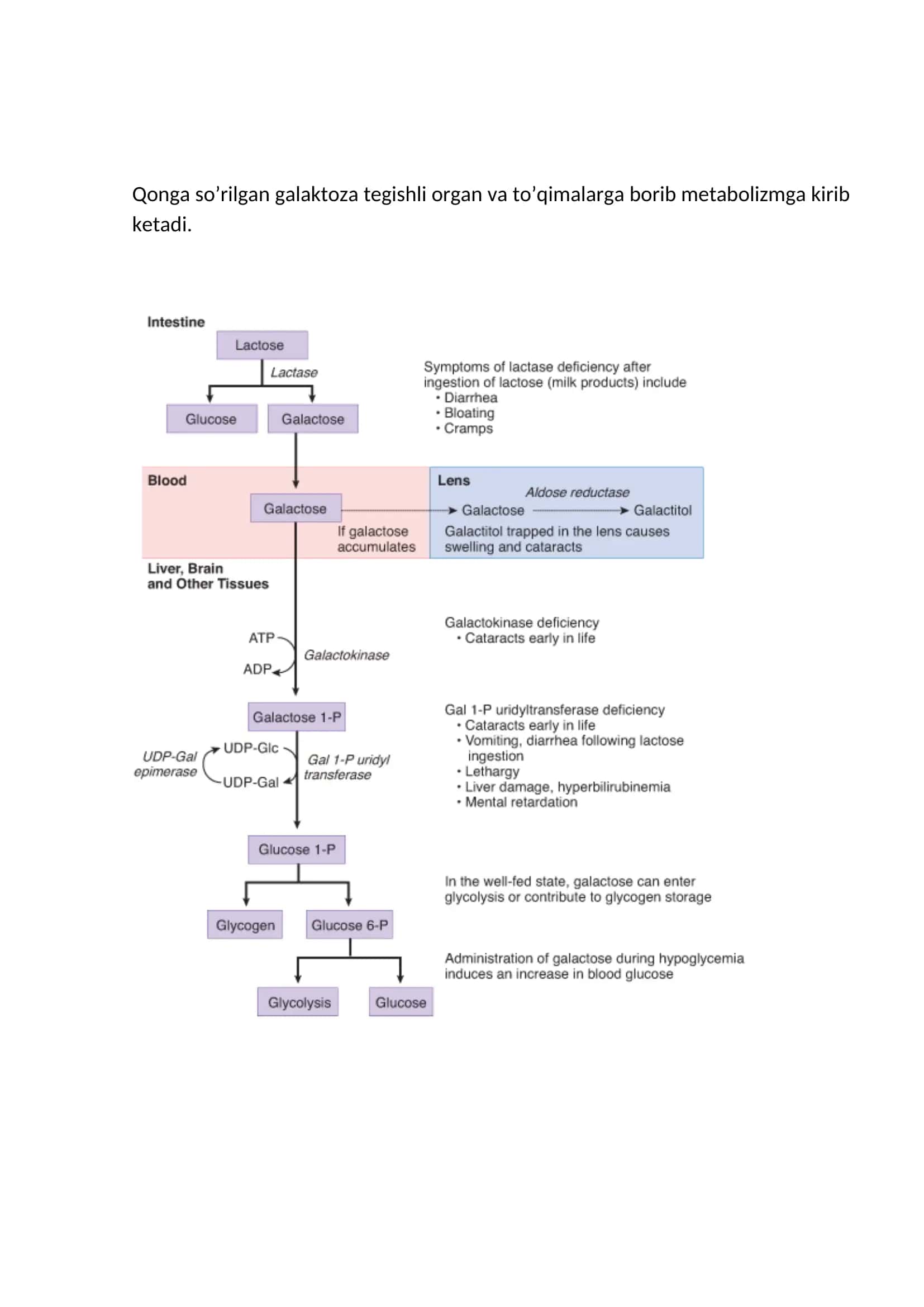 Galaktoza metabolizmi 2