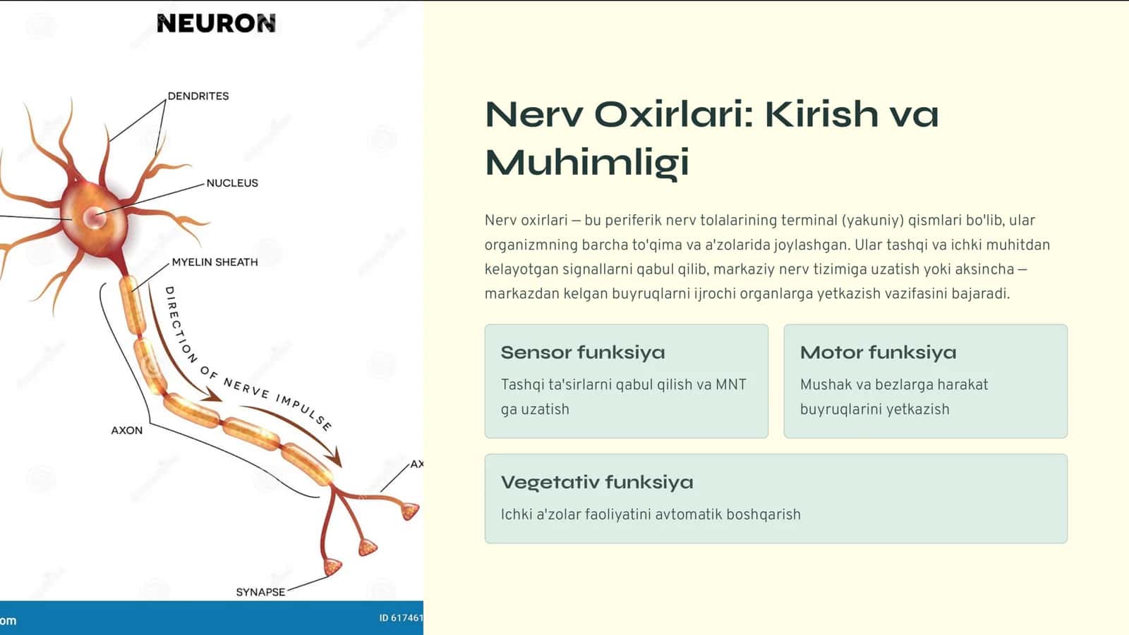 Nerv Oxirlari: Turlari va Gistologik Tuzilishi 2