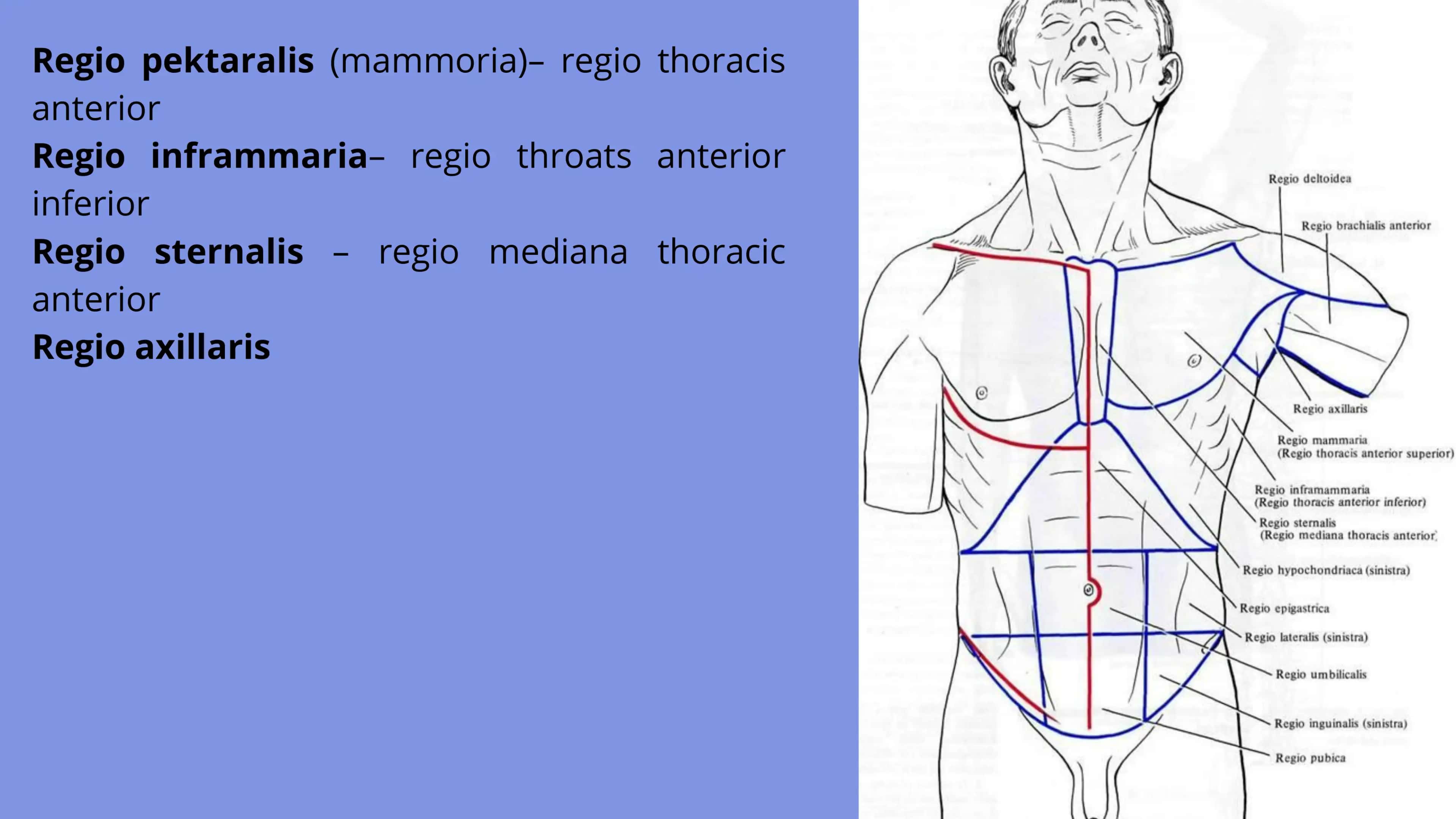 Regio pektaralis (mammoria) 2