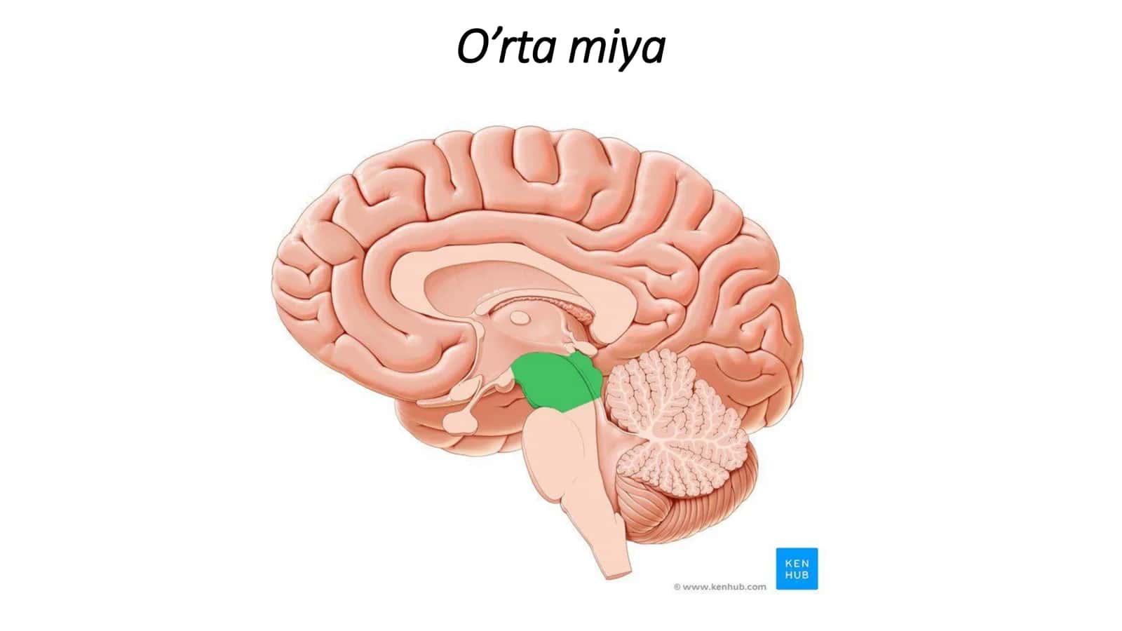 O’rta miya 2