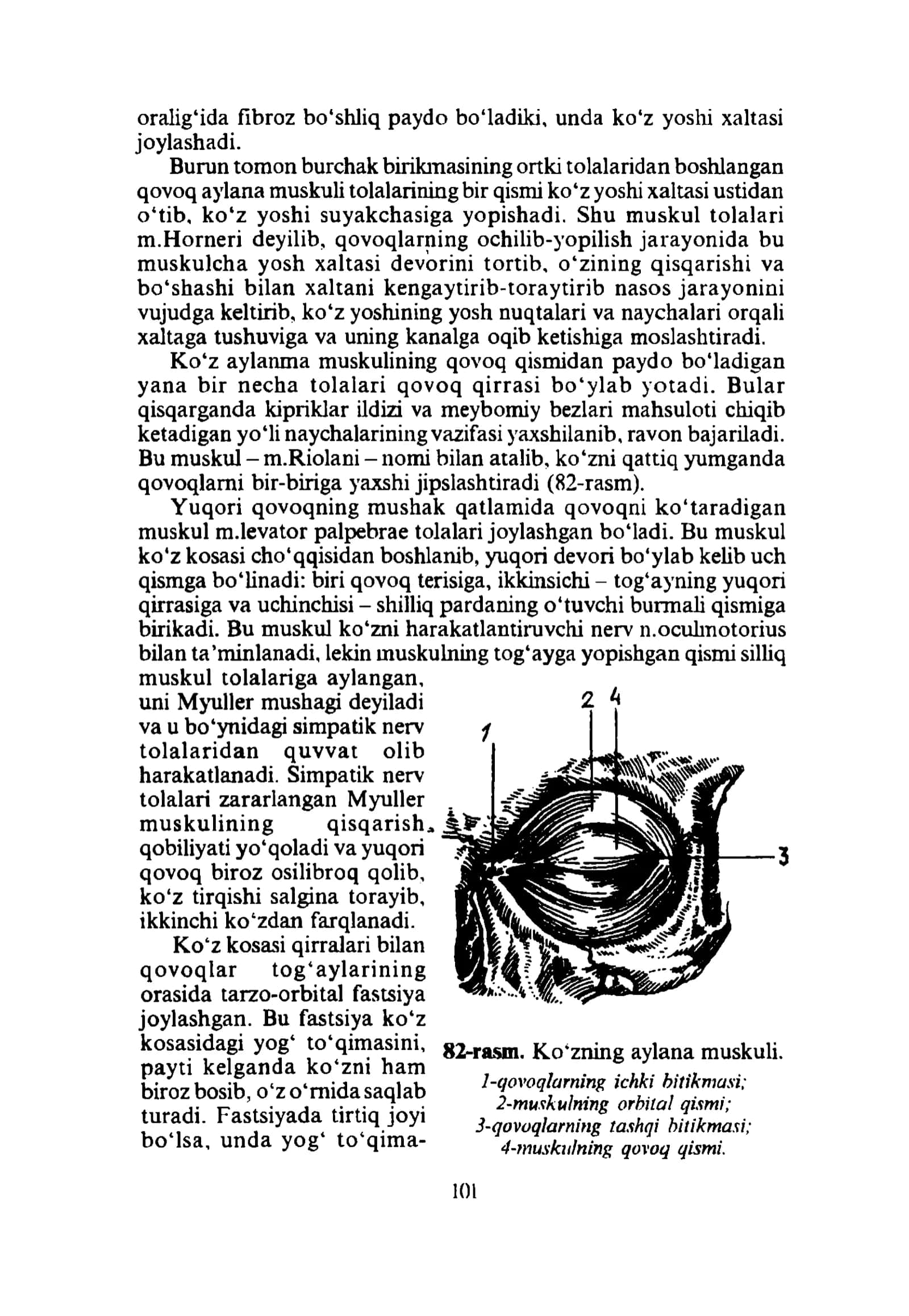 KO‘RISH A’ZOSI. ASOSIY VA YORDAMCHI Q1SMLARINING YAJLLIG‘LANISH PATOLOGIYASI 2