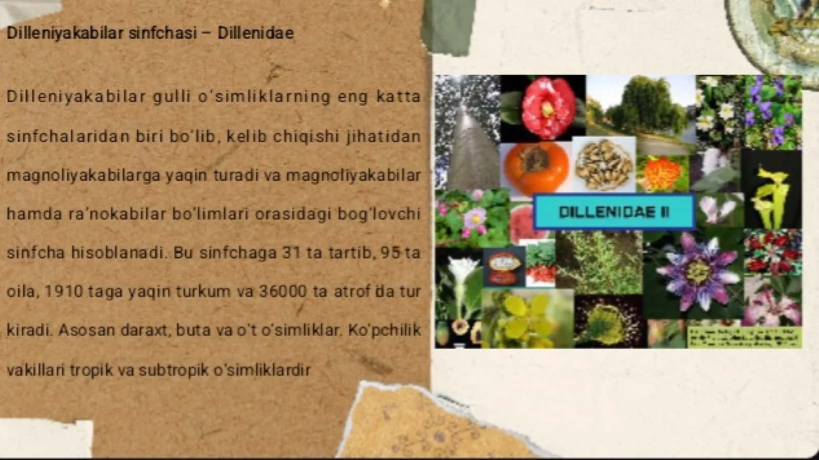 Qovoqdoshlar oilasi "Cucurbitaceae " ning tarqalishi 2