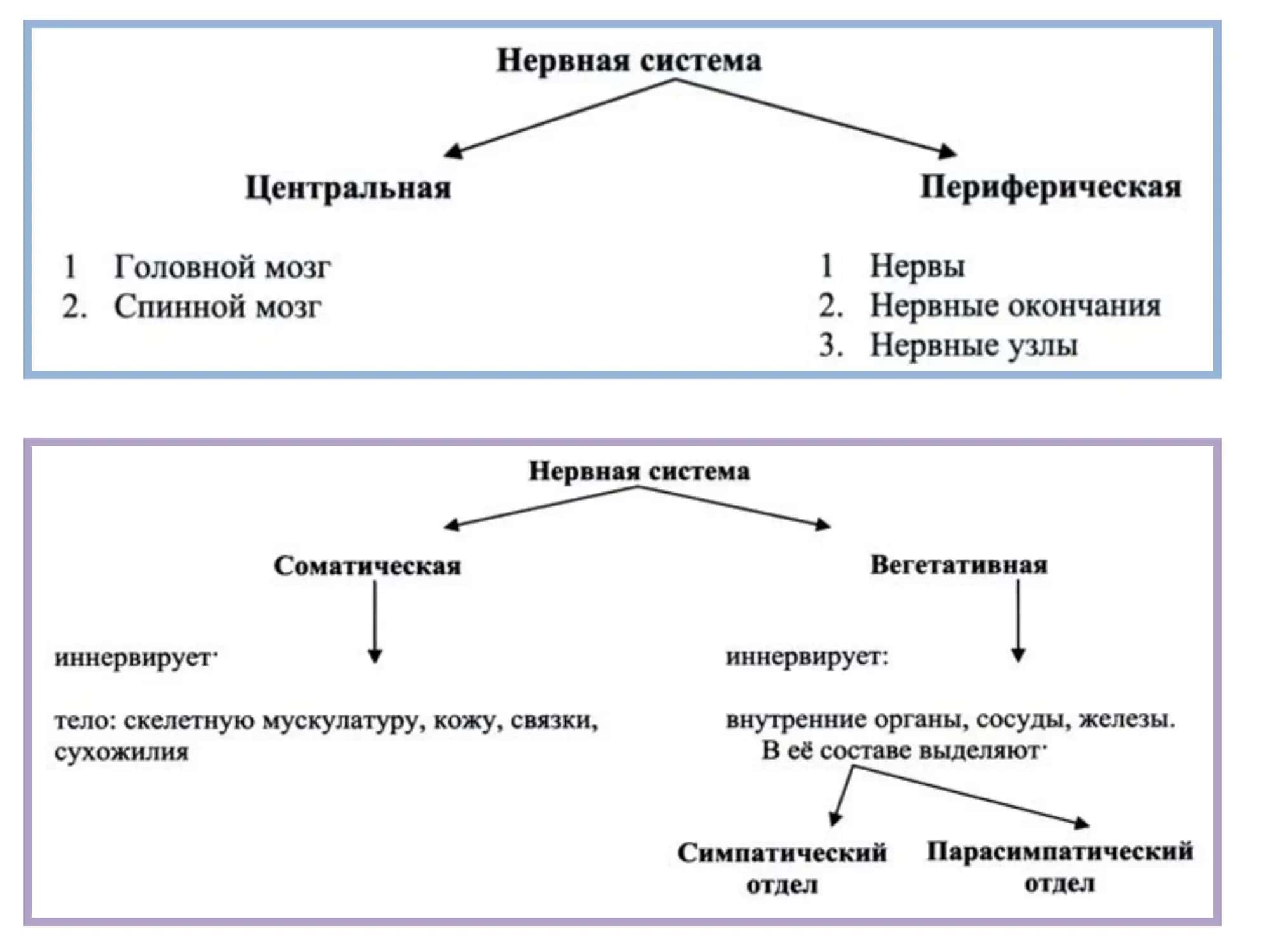 НЕРВНАЯ СИСТЕМА 2