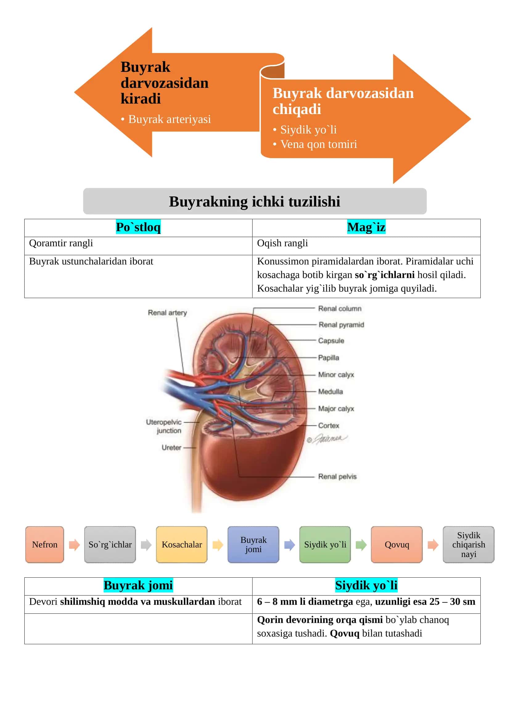 AYIRISH SISTEMASI – BUYRAKLAR. 2