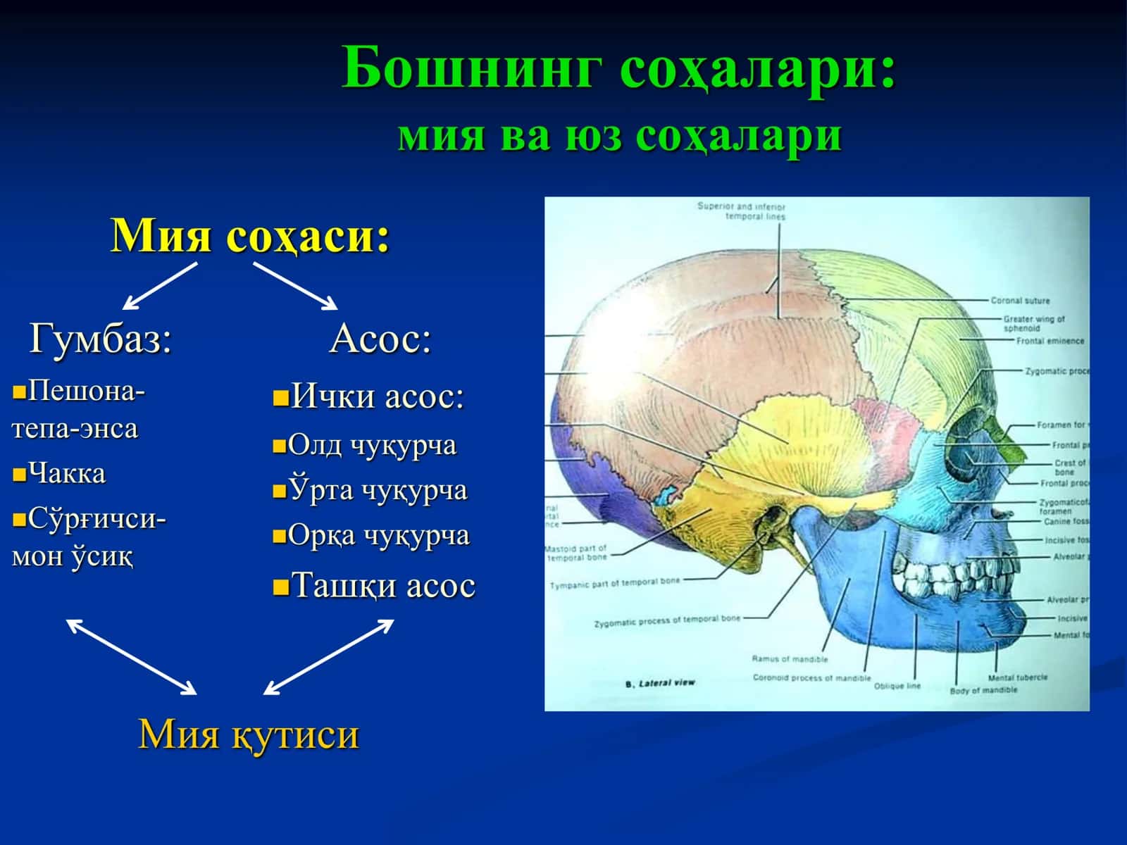 МИЯНИНГ ЖАРРОҲЛИК АНАТОМИЯСИ 2