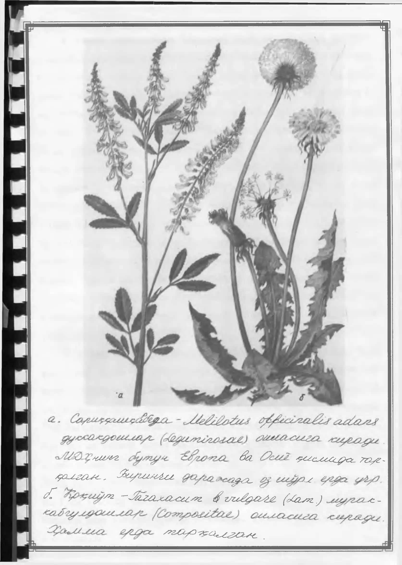 Бегонаутлар мавзуси буйича 2