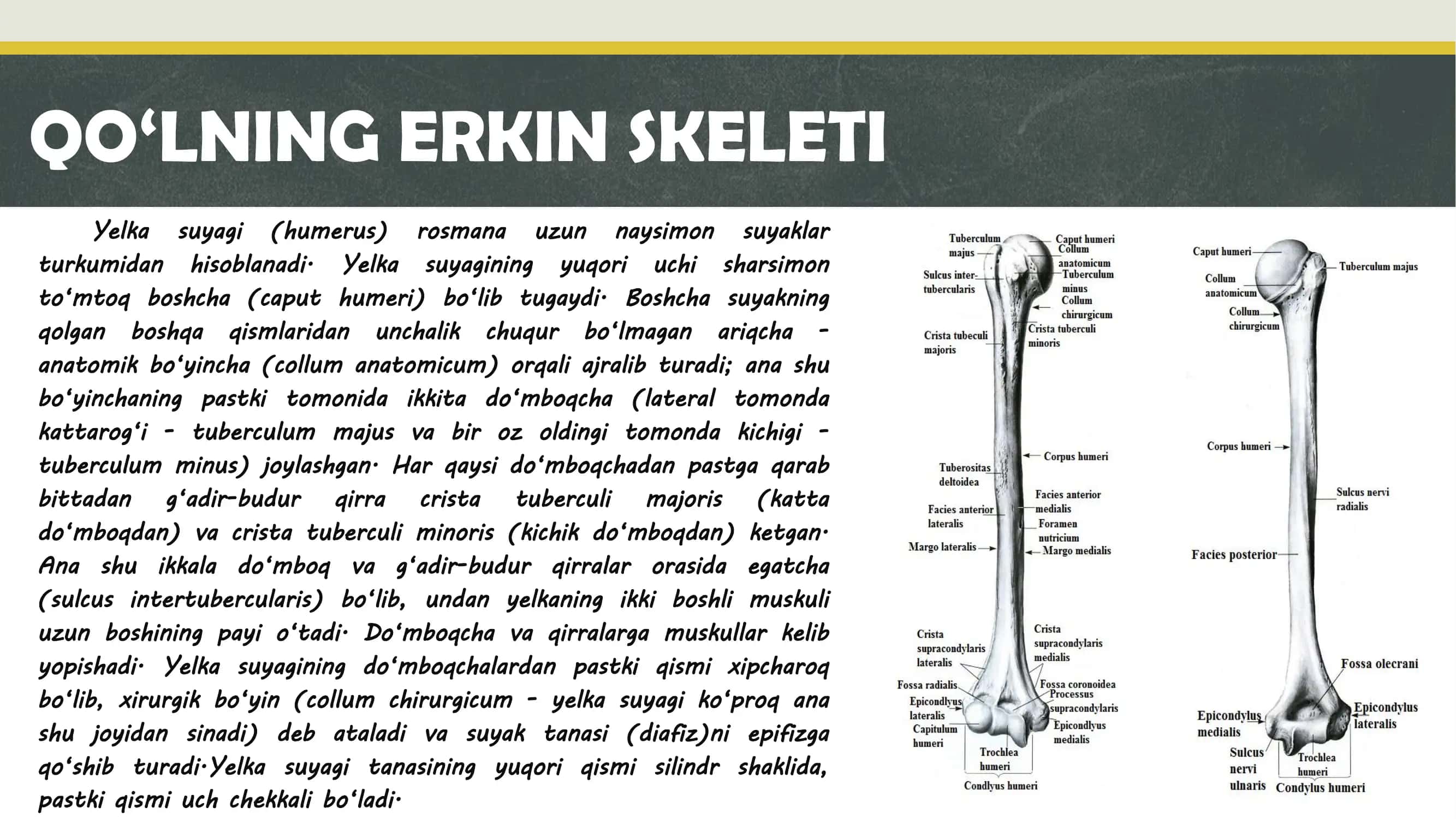 QO‘LNING ERKIN SKELETI 2