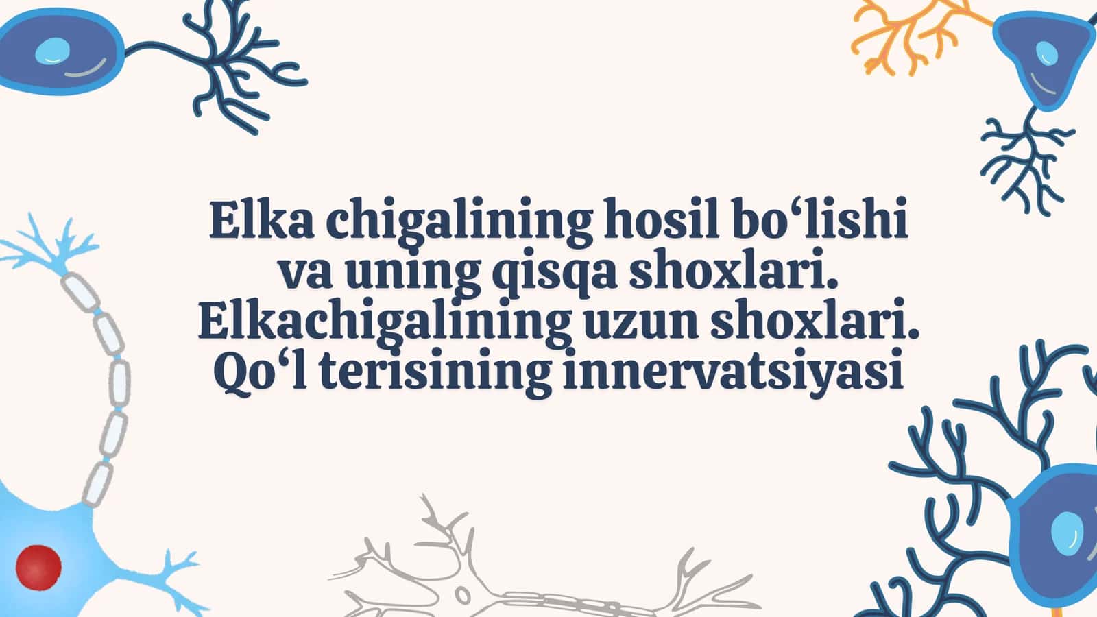 Elka chigalining hosil bo‘lishi va uning qisqa shoxlari. Elkachigalining uzun shoxlari. Qo‘l terisining innervatsiyasi 2
