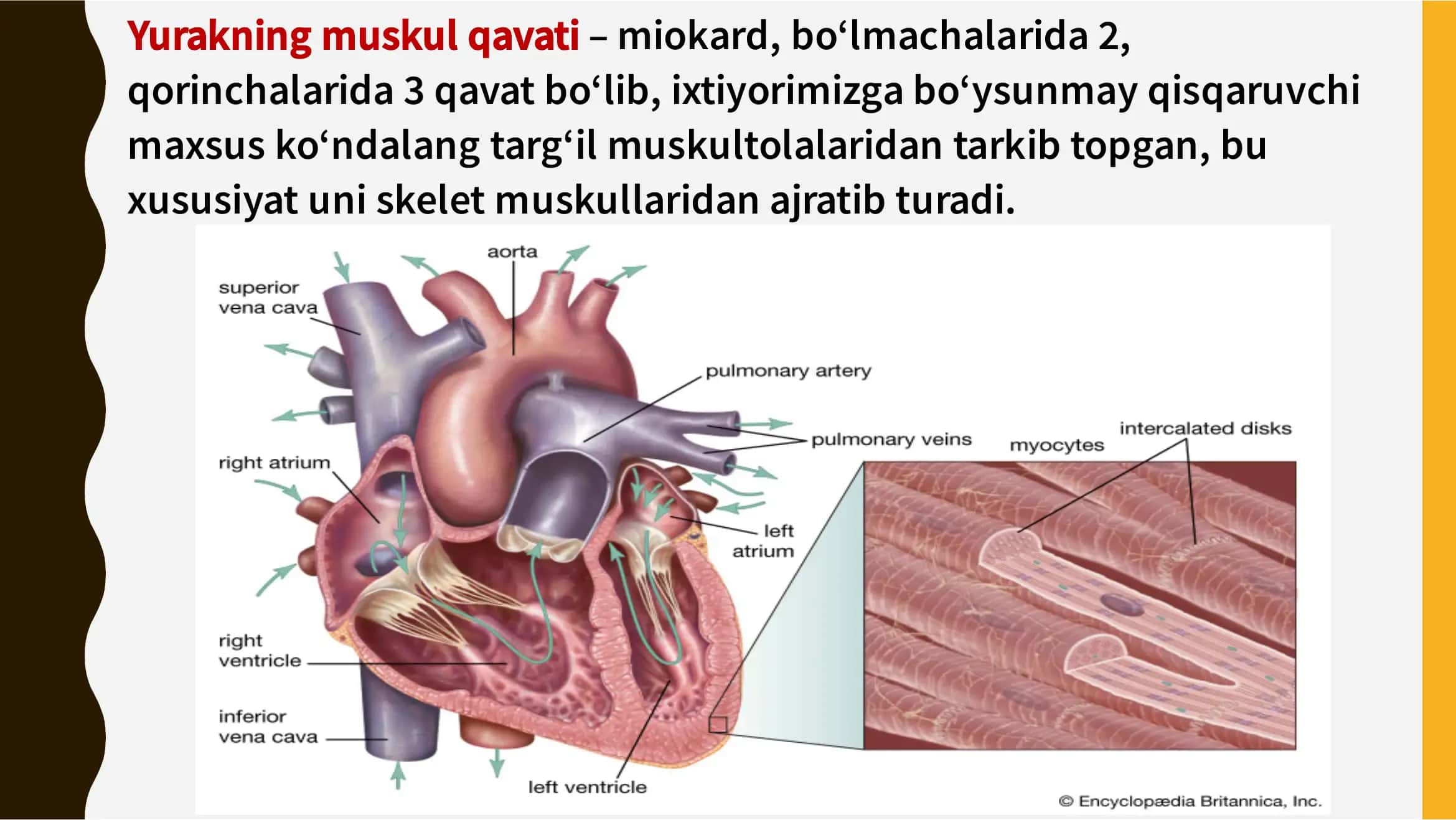 Yurak va mushak biokimyosi 2