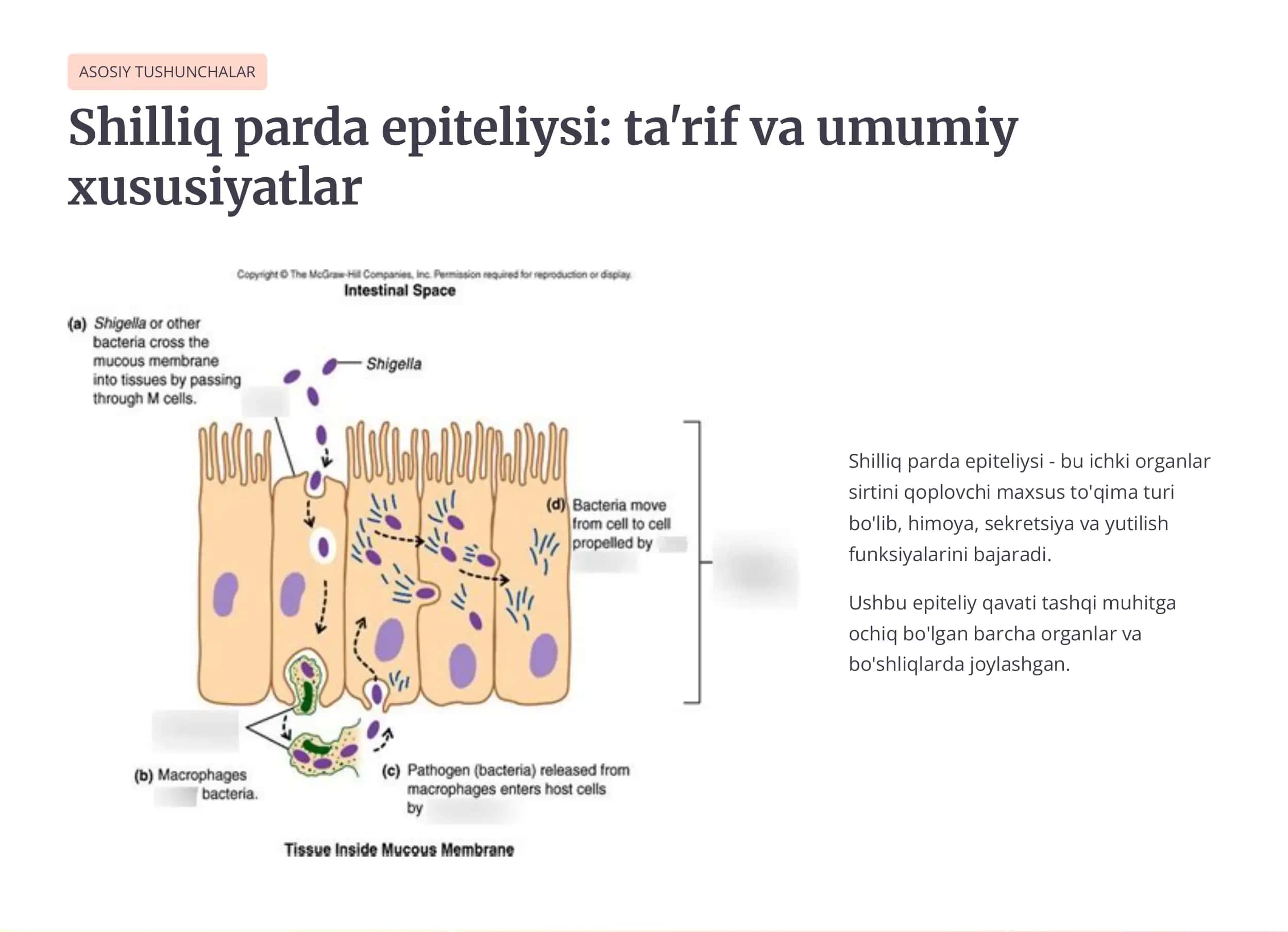 Shilliq parda epit5liysi - bu ichki organlar sirtini qoplovchi maxsus to'qima turi 2