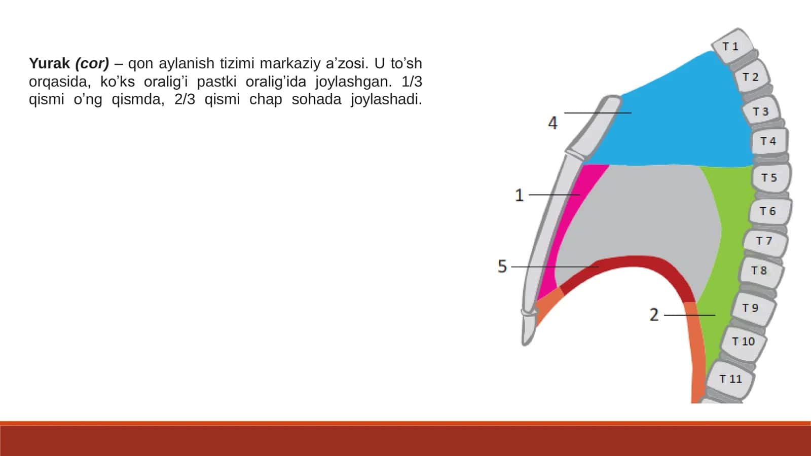 YURAK VA QON TOMIR ANATOMIYASI 2