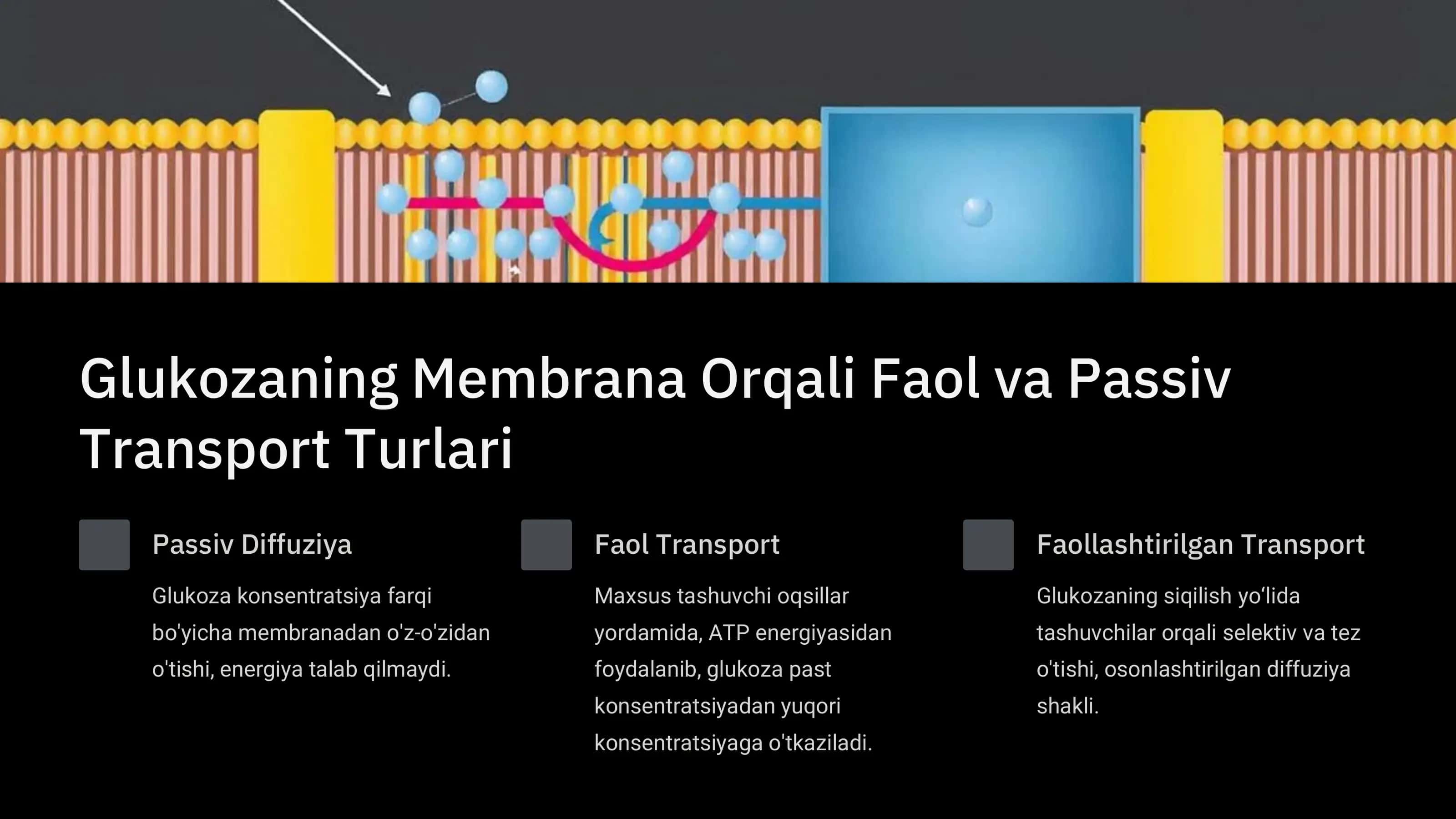 Glukozaning Membrana Orqali O'tishi va Tashuvchining Ahamiyati 2