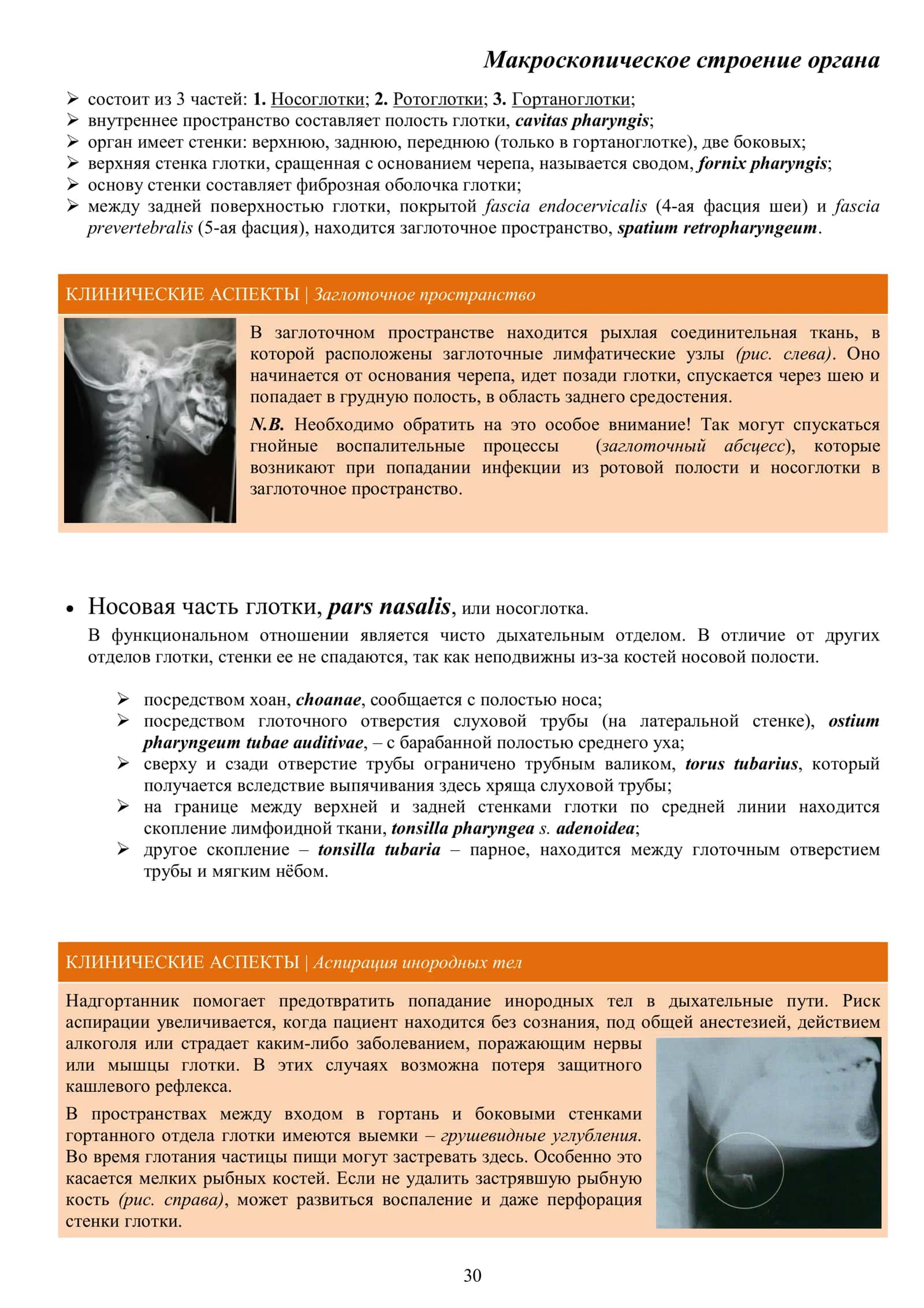 Глотка: топография, строение, кровоснабжение, иннервация, регионарные лимфатические узлы. Глоточное лимфоидное кольцо 2