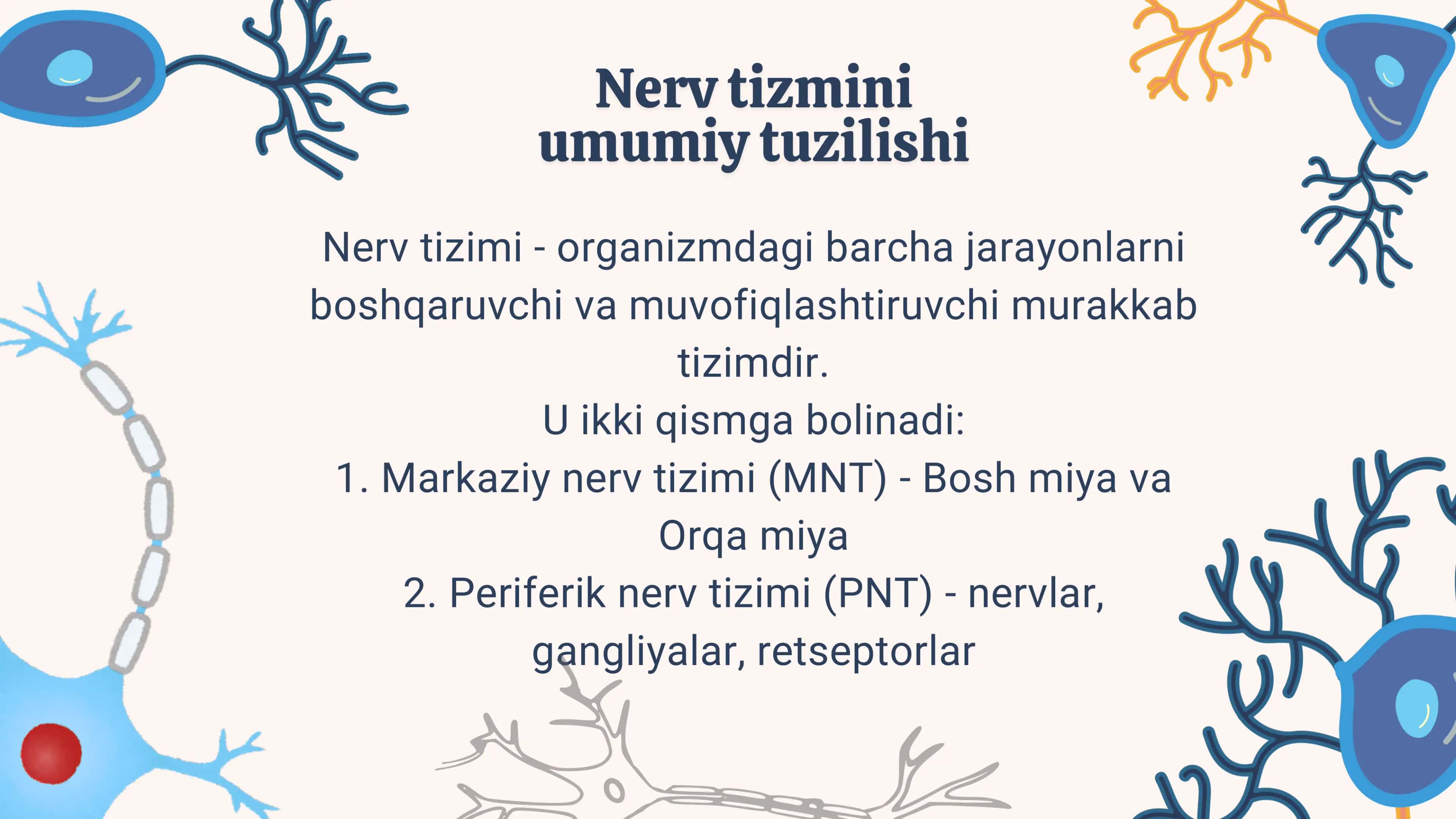Bosh miya nervlari ,miyacha va poʻstloq 2