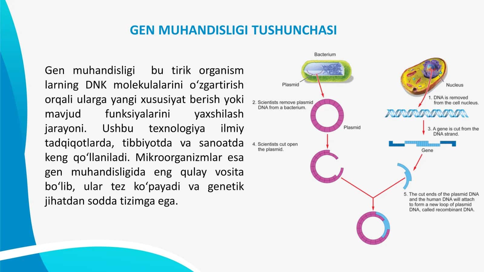 MIKROORGANIZMLARNI GEN MUHANDISLIGIDA QO‘LLANILISHI VA USHBU YO‘NALISHDA ERISHILGAN YUTUQLAR 2