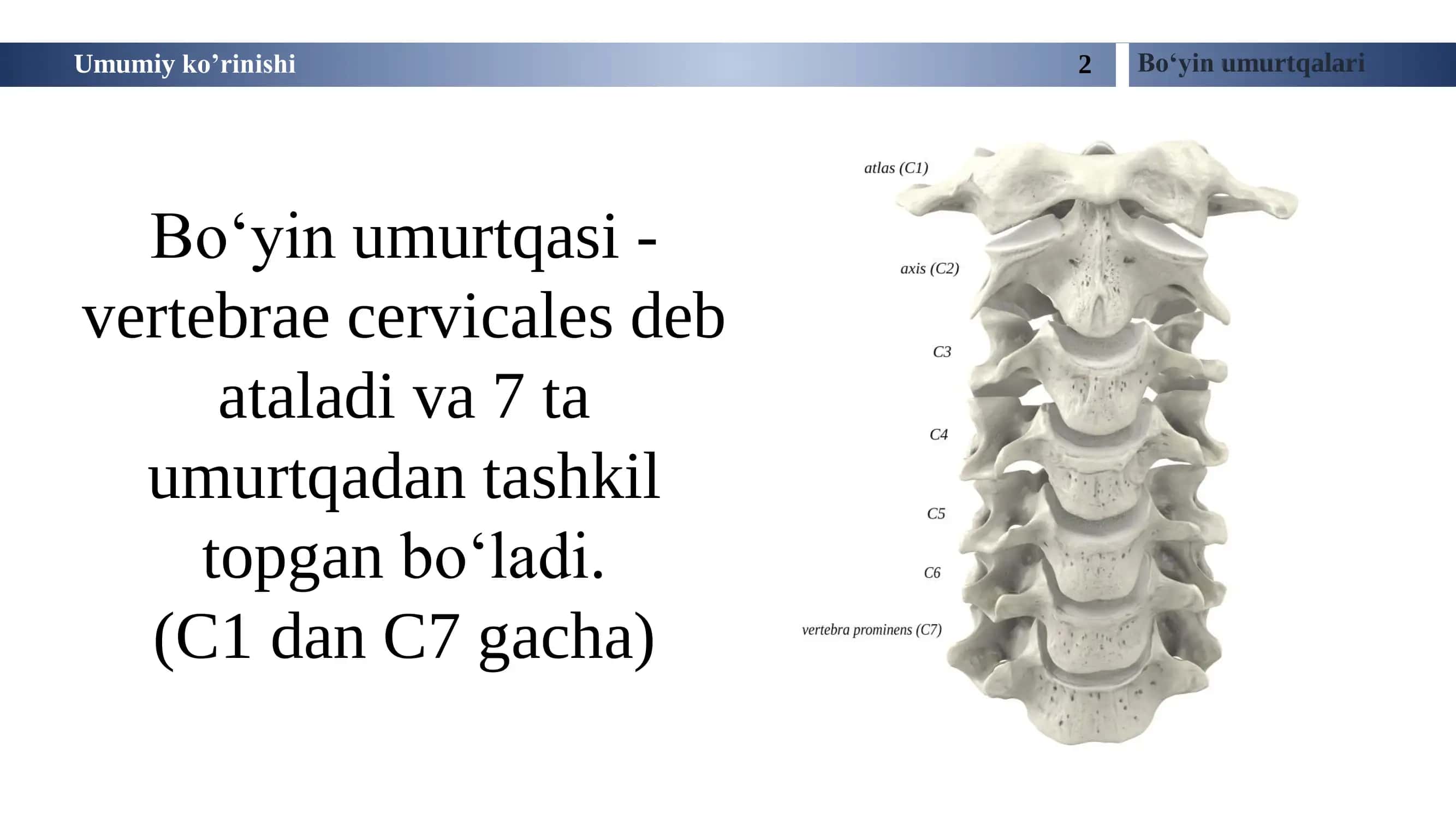 Birinchi Bo‘yin Umurtqasi (Atlas) 2