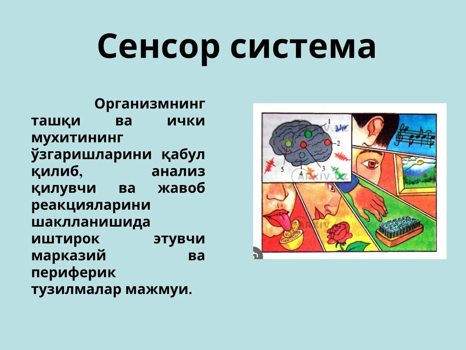 Сенсор ретсебсия. Тери анализатори локализацияларинин аниклаш 2