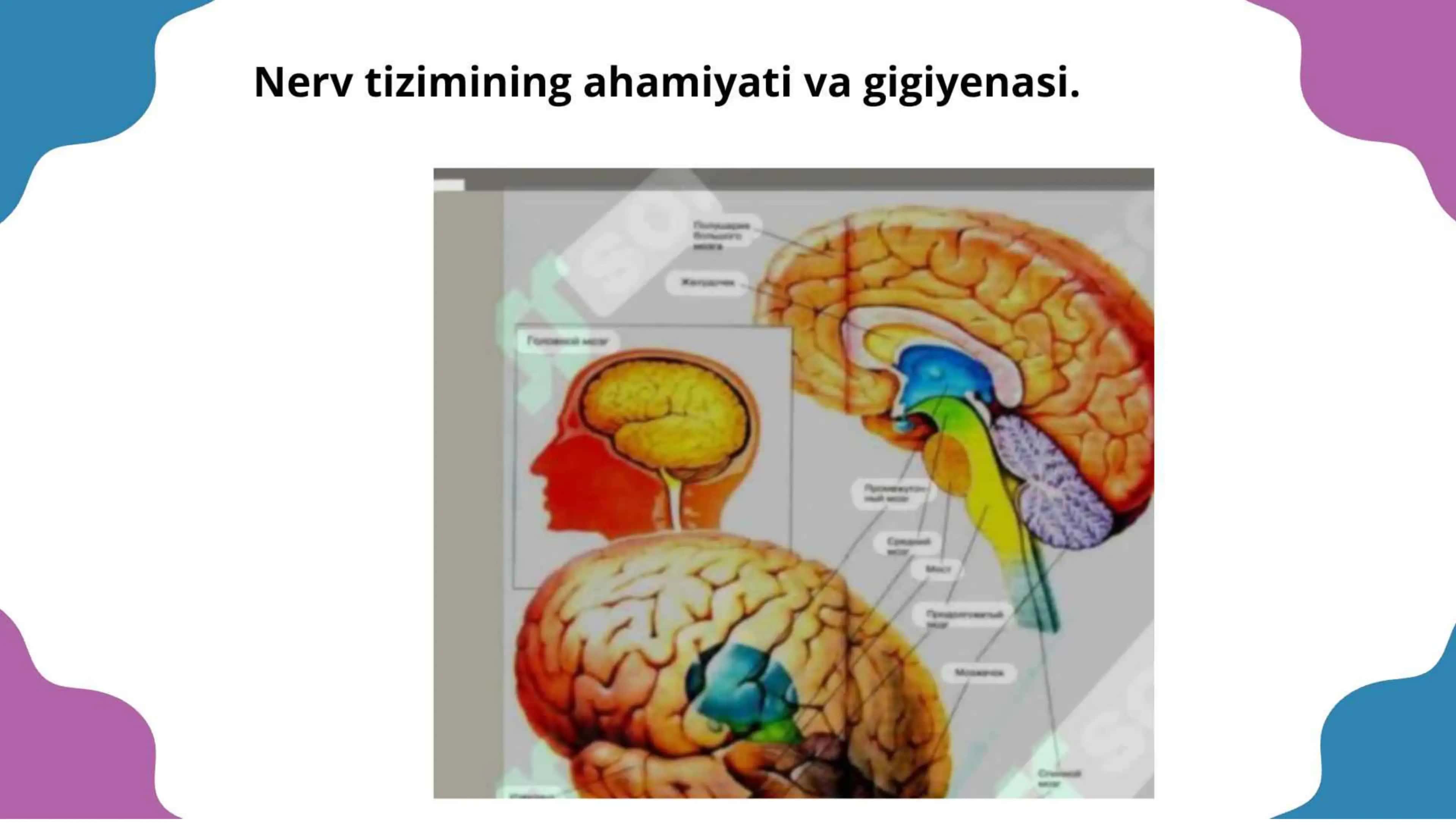 Nerv tizimining ahamiyati 2