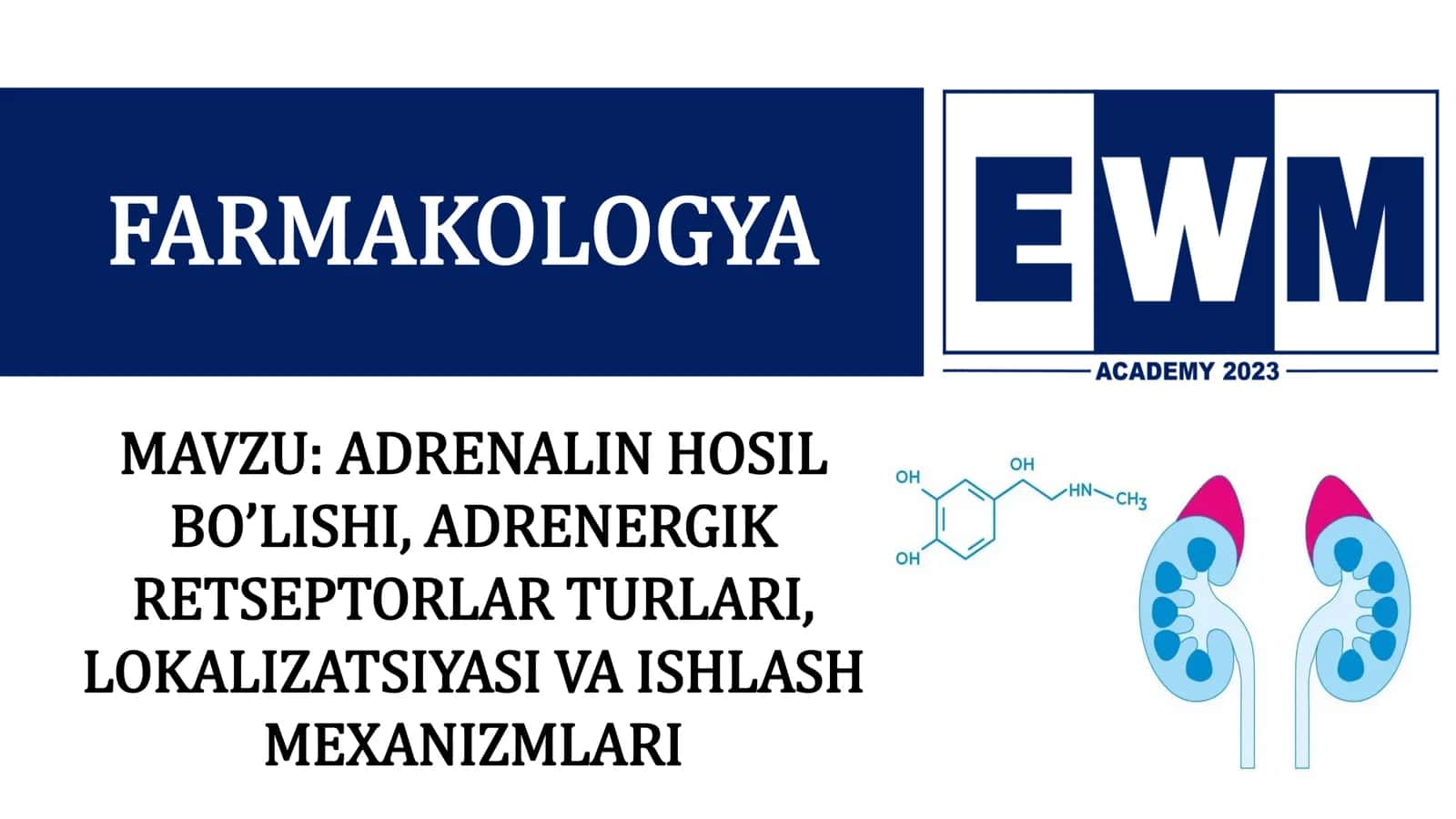 ADRENALIN HOSIL BO’LISHI, ADRENERGIK RETSEPTORLAR TURLARI, LOKALIZATSIYASI VA ISHLASH MEXANIZMLARI 2