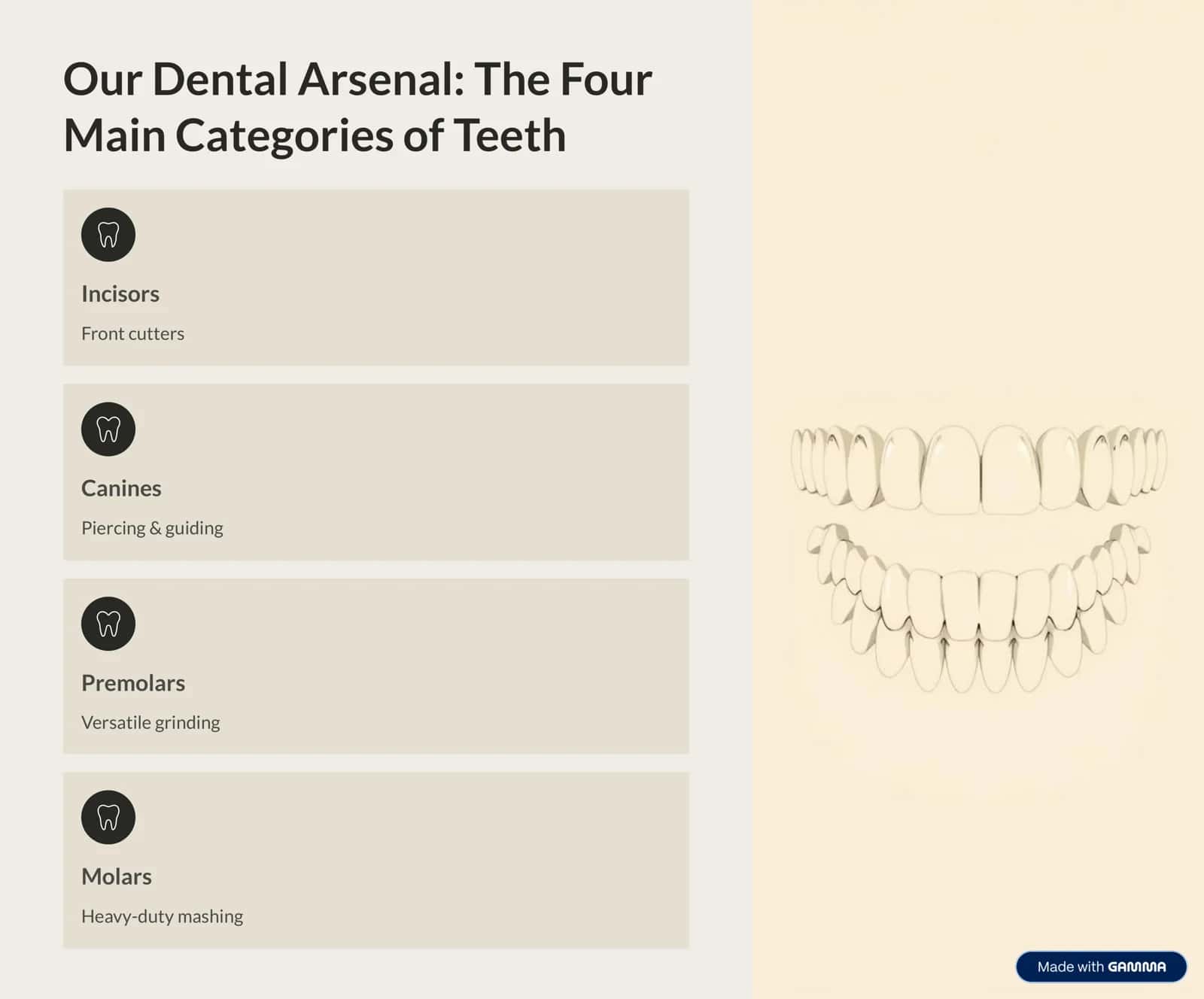 Understanding Your Bite: An Introduction to Types of Teeth 2