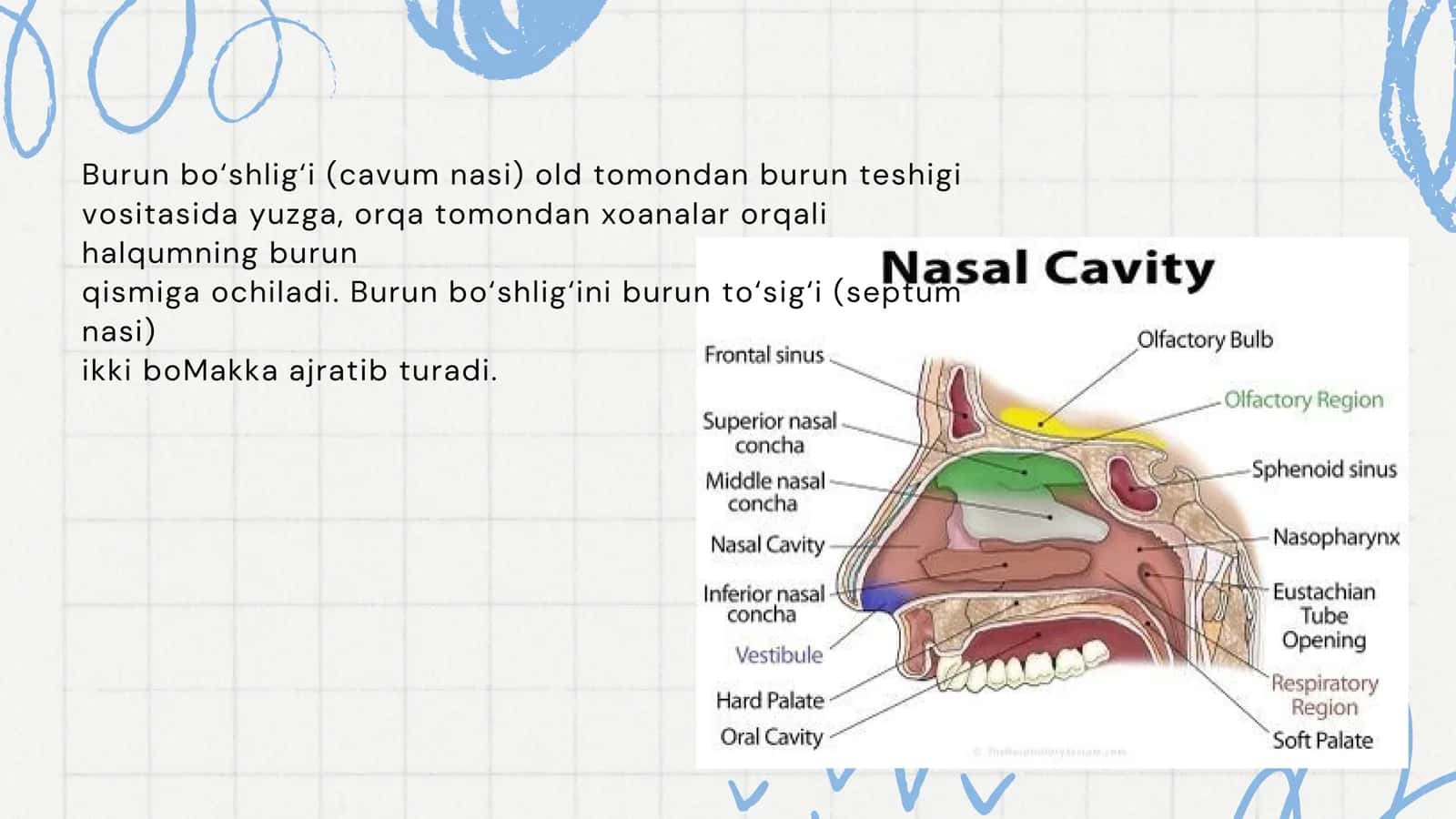 Burun bo‘shlig‘i (cavum nasi) 2