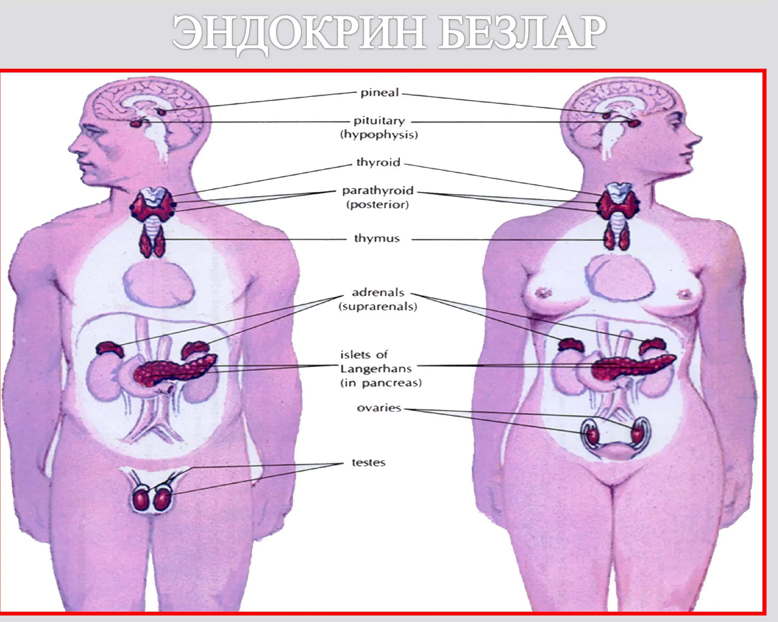 ЭНДОКРИН ТИЗИМ КАСАЛЛИКЛАРИ 2