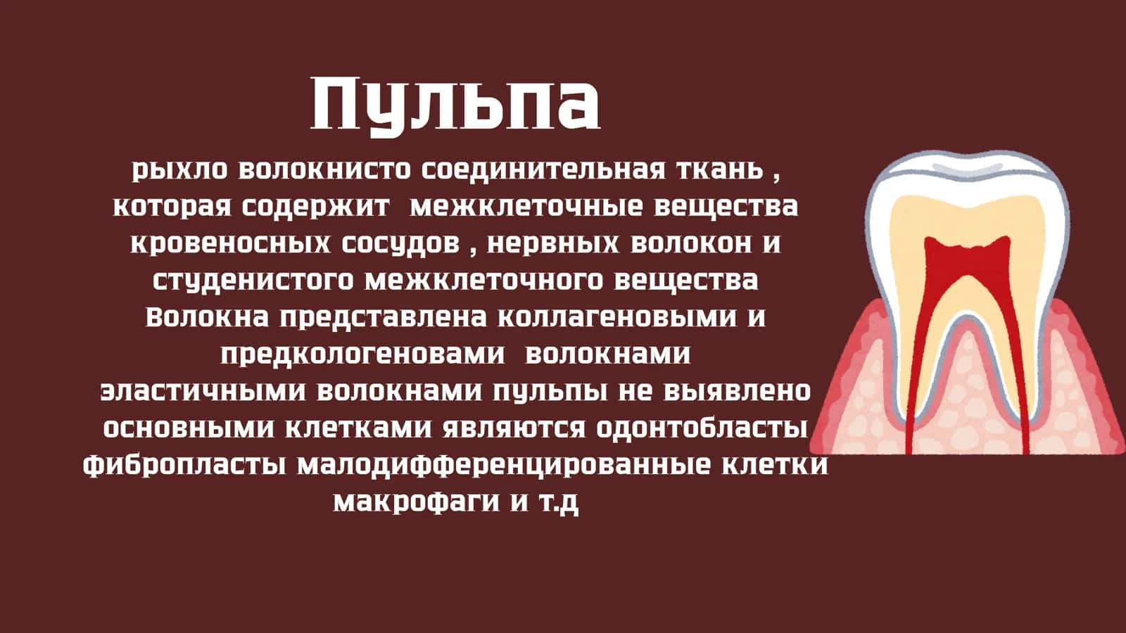 Физиология и гистология пульпы 2