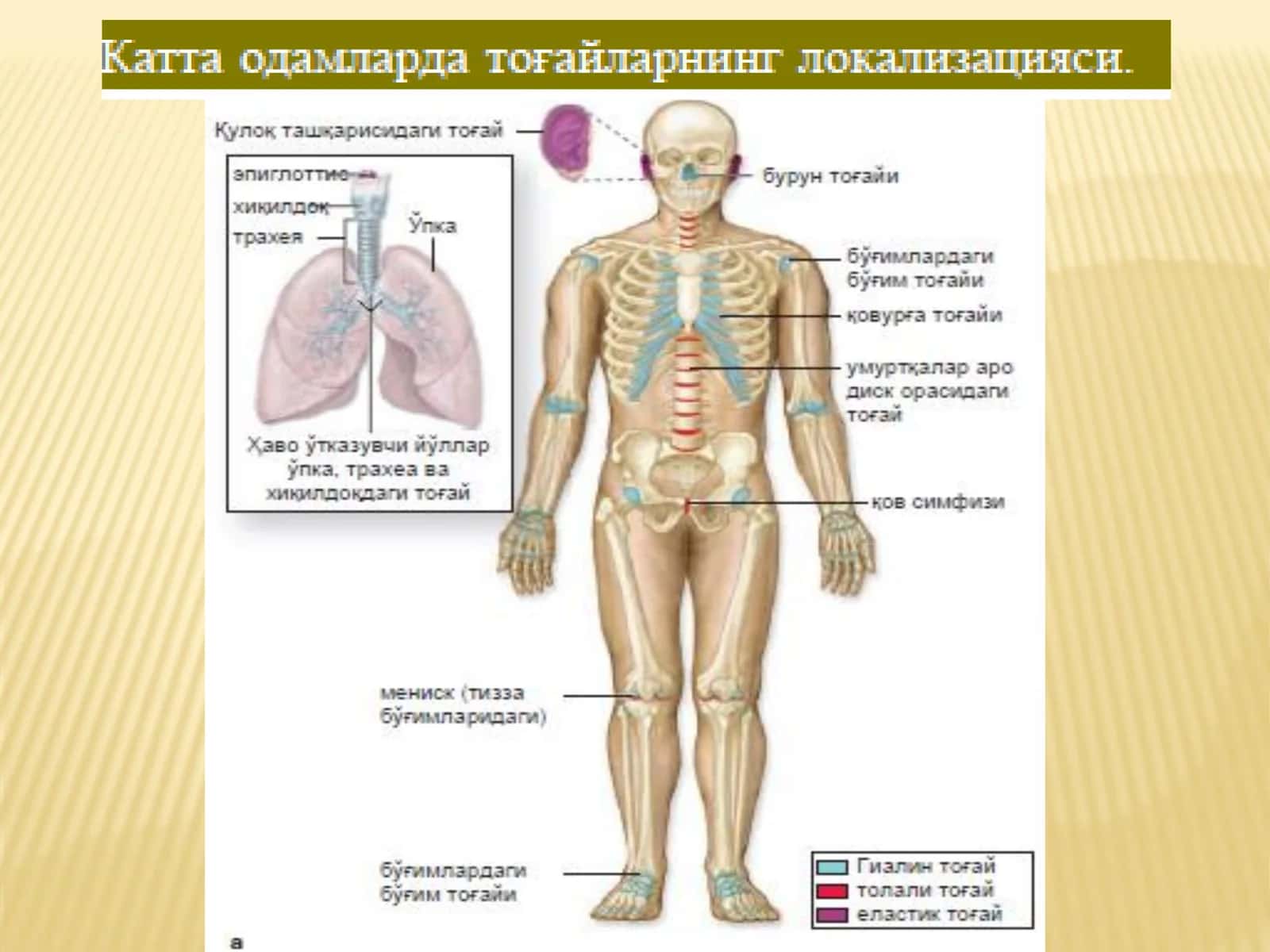 Суяк тўқимаси 2