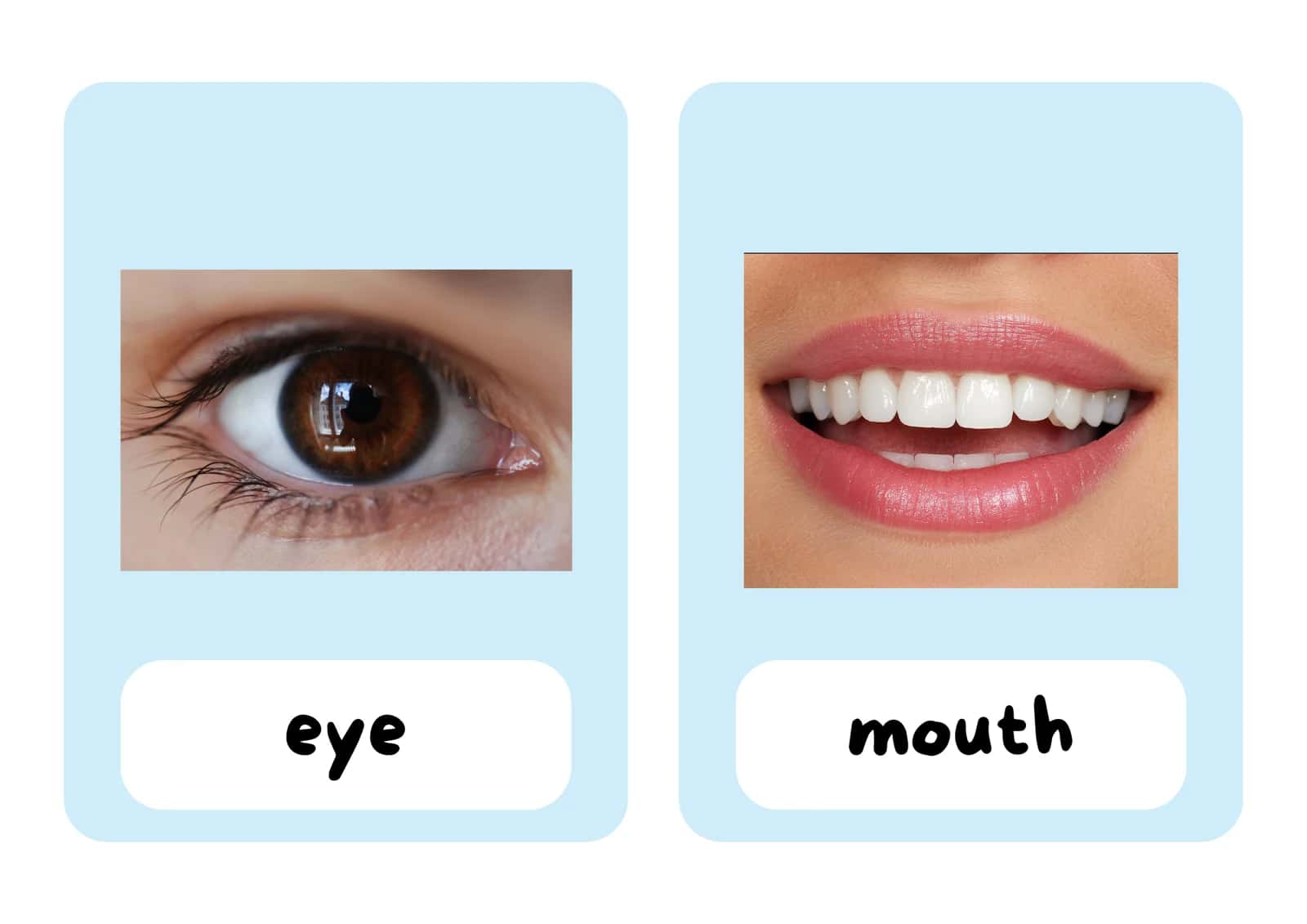 Body Parts Flashcards| Ta’na a’zolari Montessori kartochkalar 2