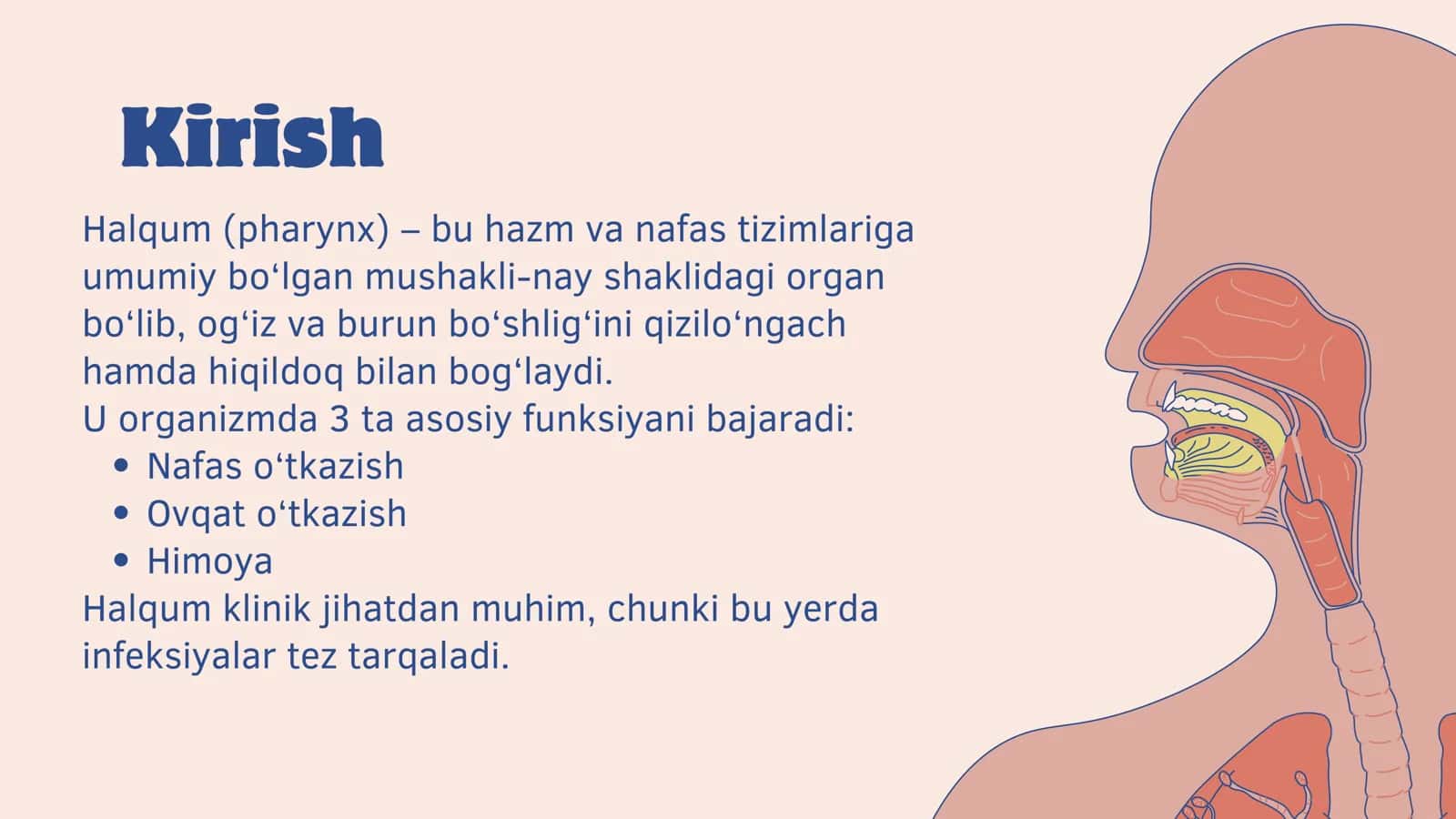 Halqum anatomik tuzilishi fiziologiyasi va tekshirish usullari 2