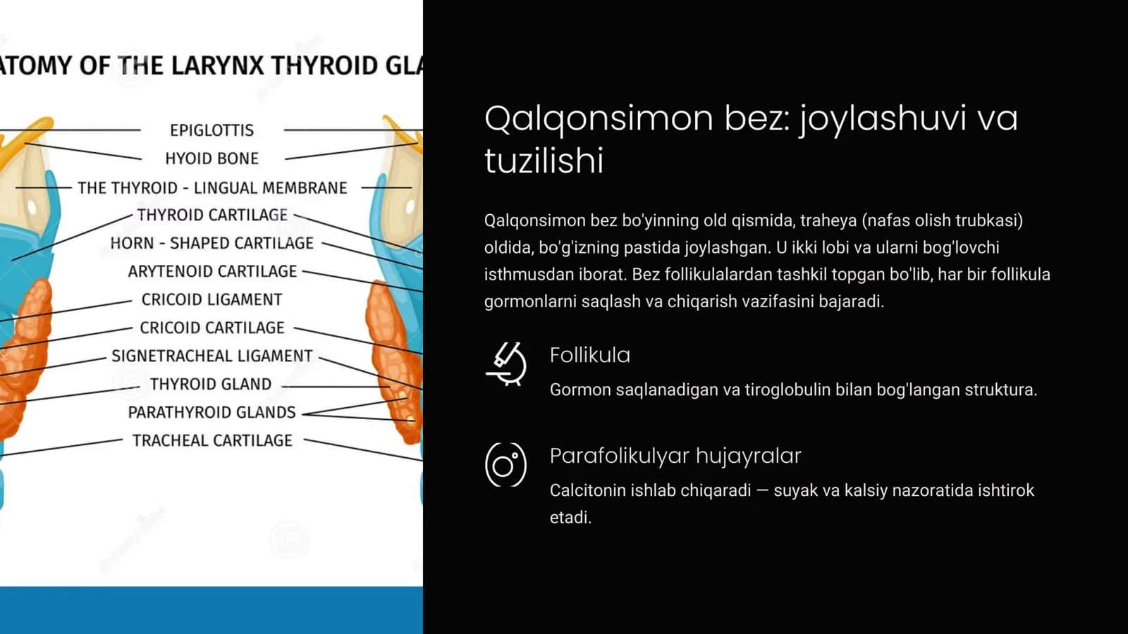Qalqonsimon bez garmonlari: Organizm uchun ahamiyati 2