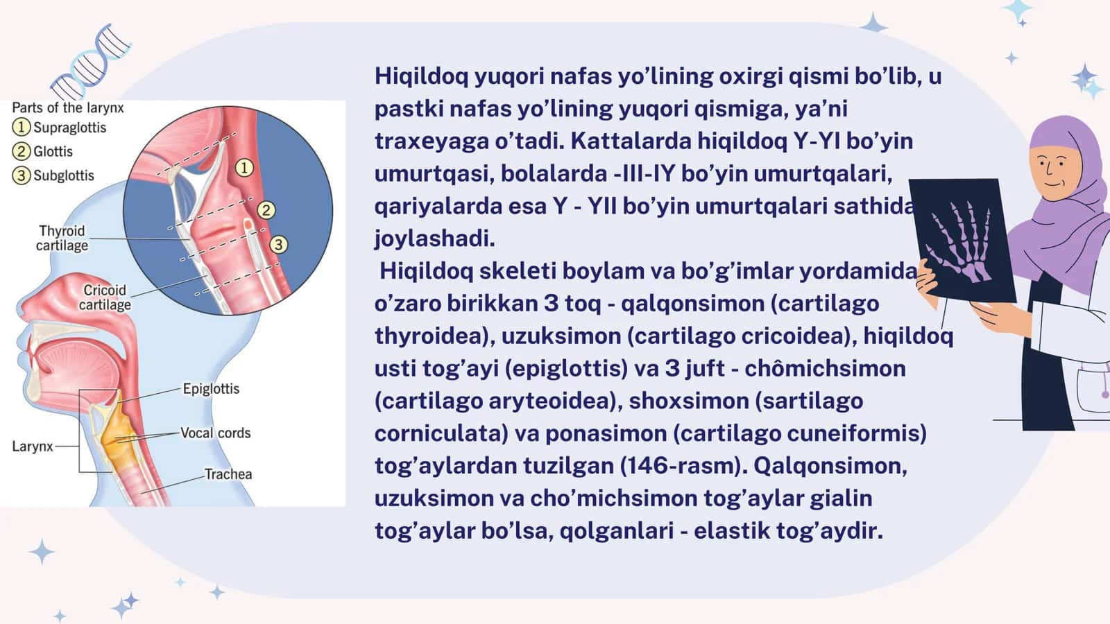 Hiqildoqning klinik anatomiyasi, fiziologiyasi, muskullari va qon bilan taminlanishi 2