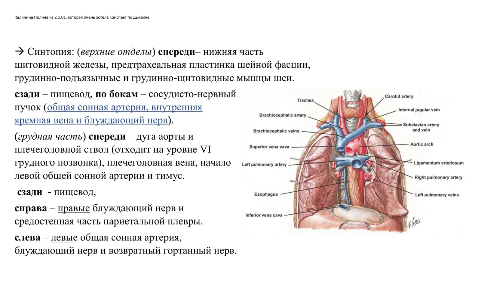 Трахея (trachea) 2