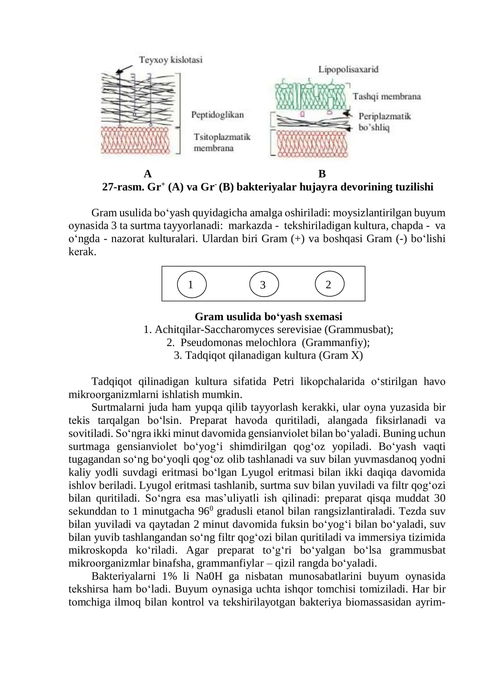 Mikroorganizmlarni Gram usulida boʻyash va identifikatsiya qilish 2