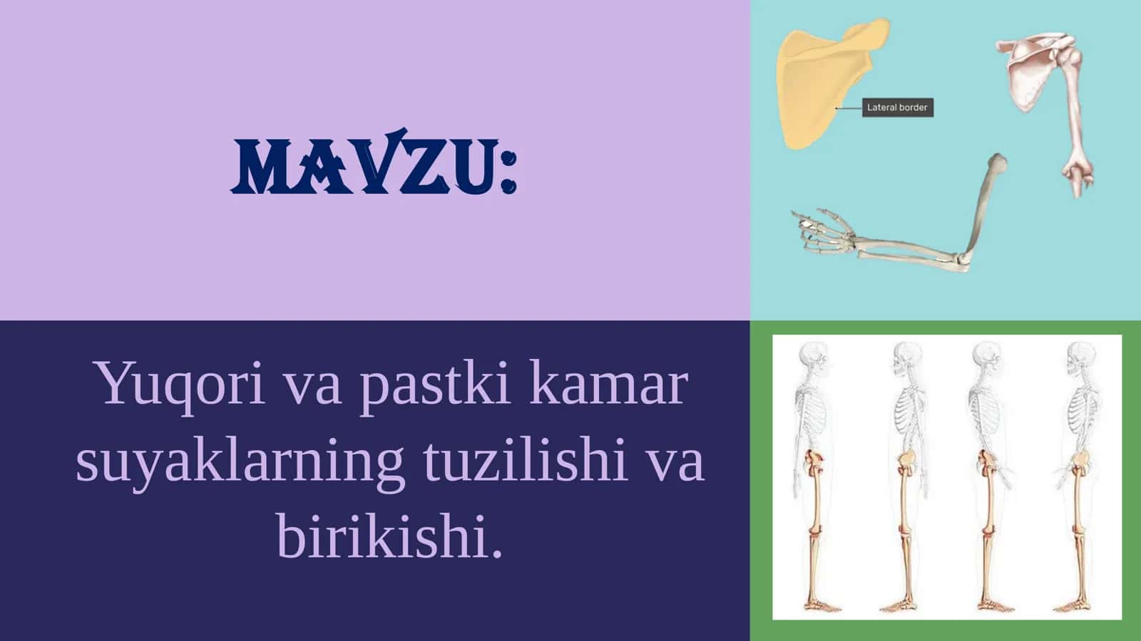 Odamlar anatomiyasi va fiziolagiyasi 2