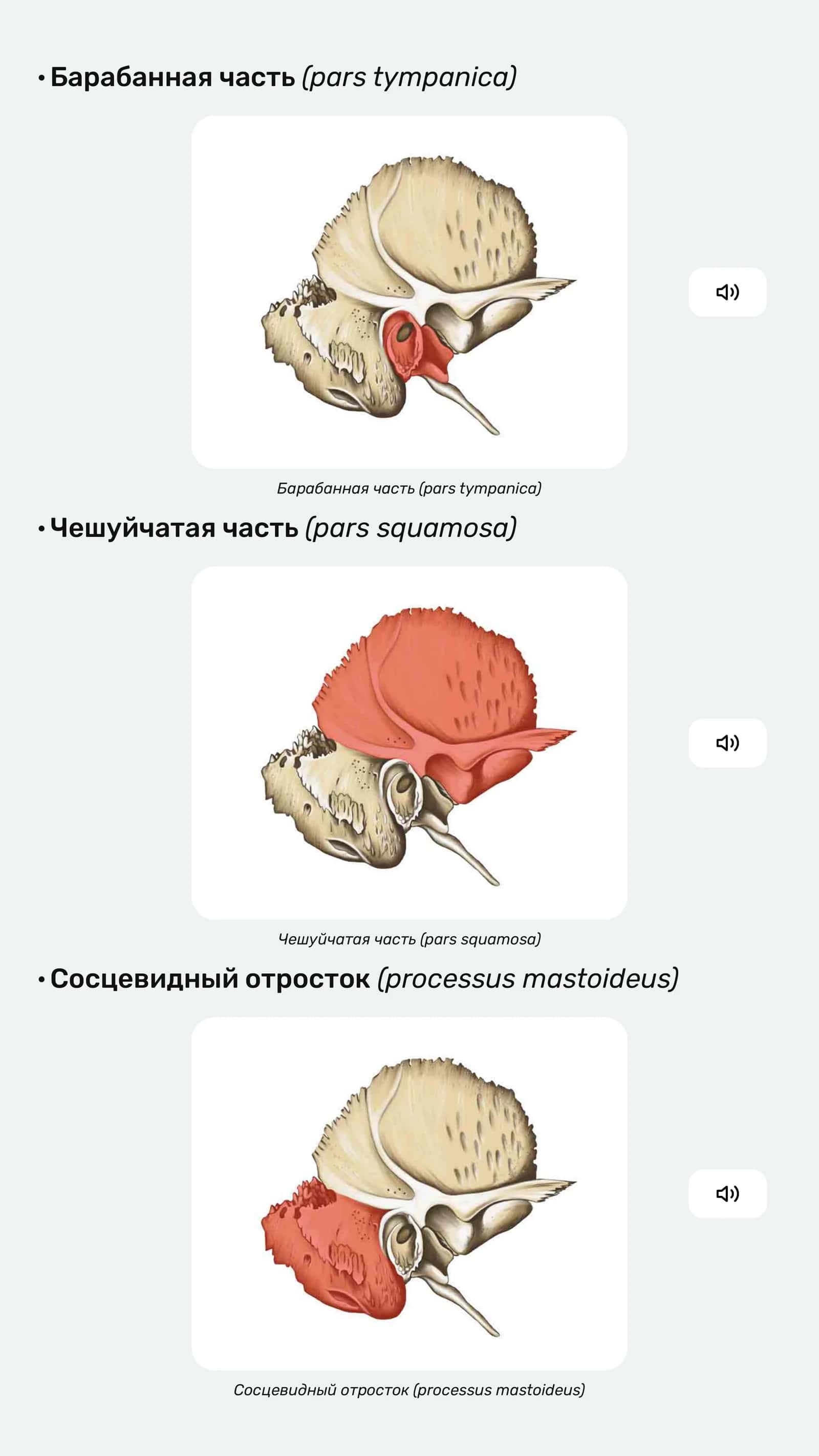 Анатомия височной кости 2