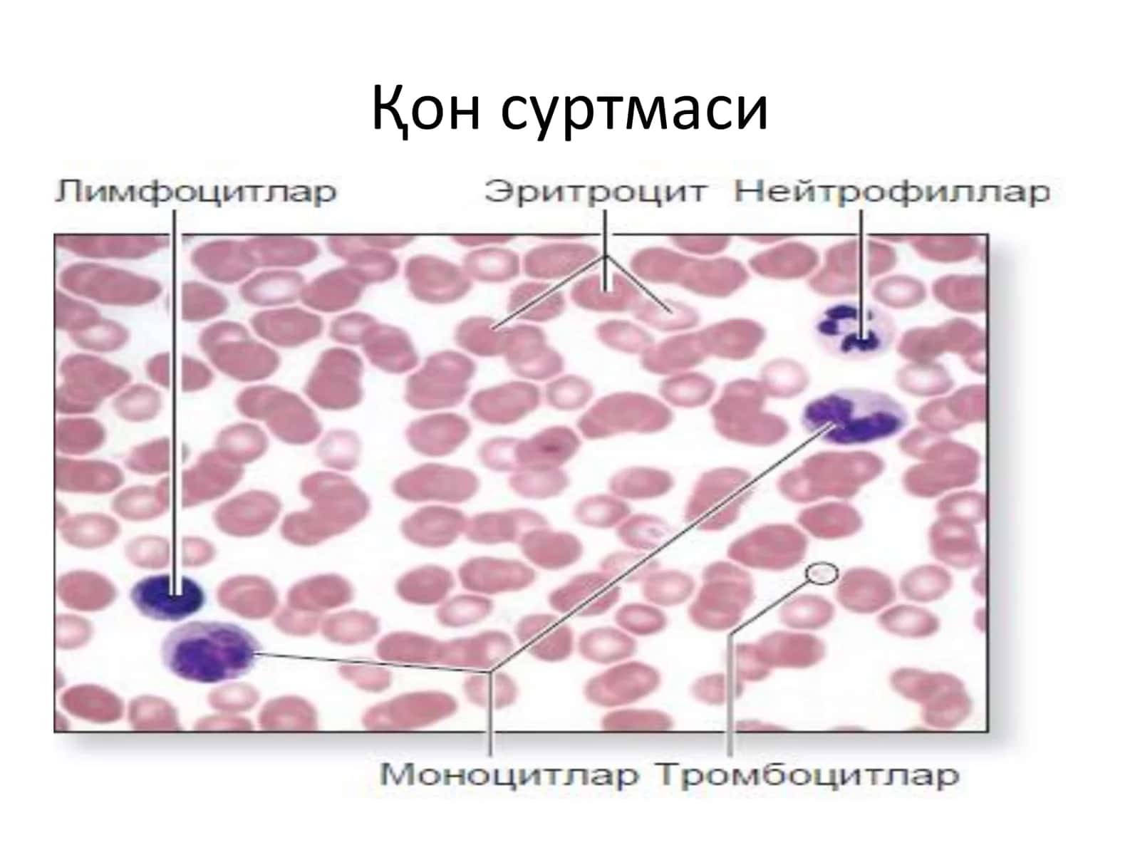 Ички мухит тўқимаси: қон ва лимфа 2