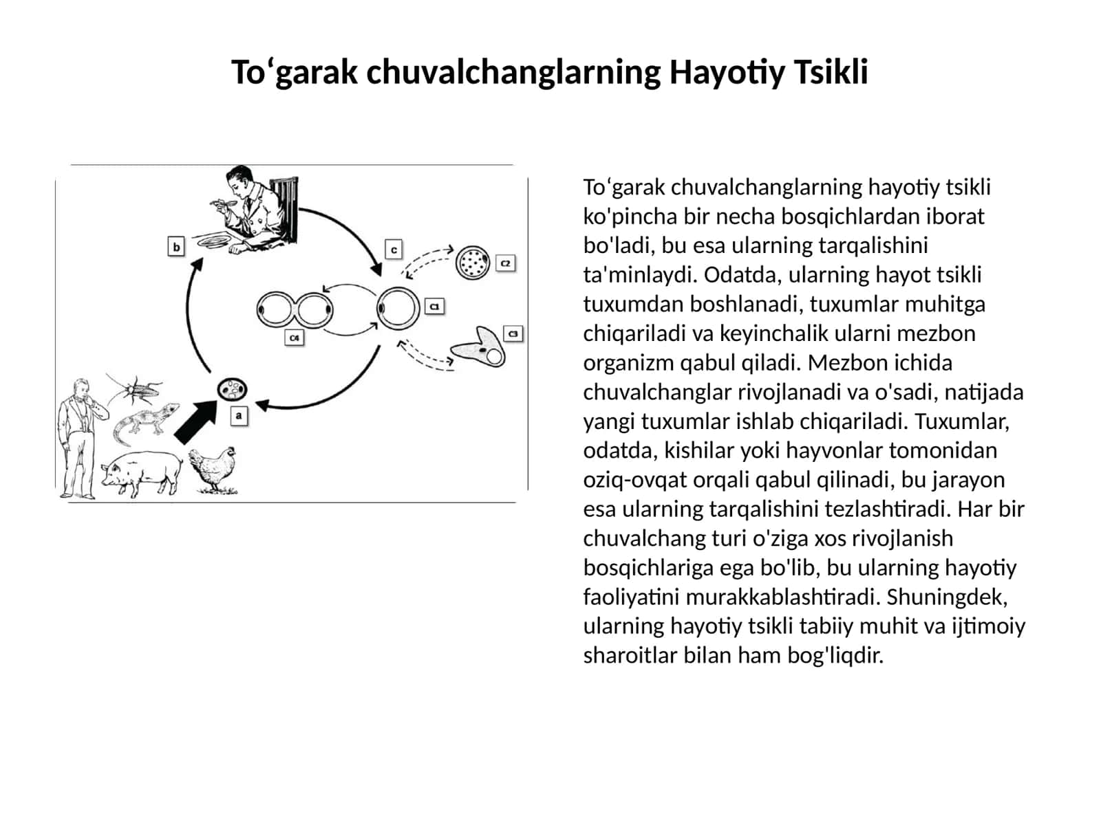 Toʻgarak chuvalchanglar: Ta'rifi va Turlari 2