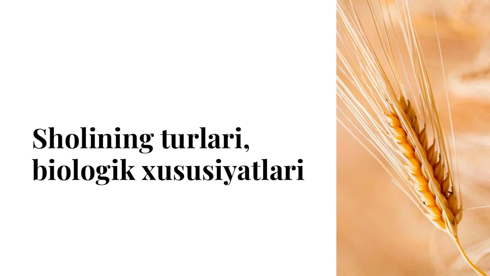 Shol o'sishi uchun quyosh nuri zarur 2