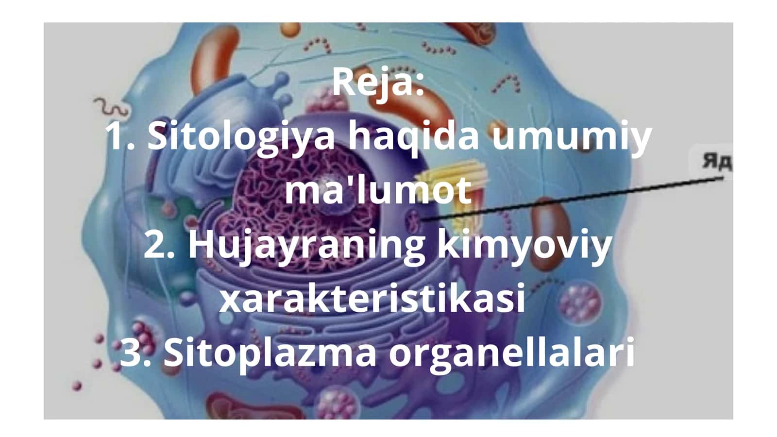 Sitalogiya (hujayra organoidlari haqida) 2