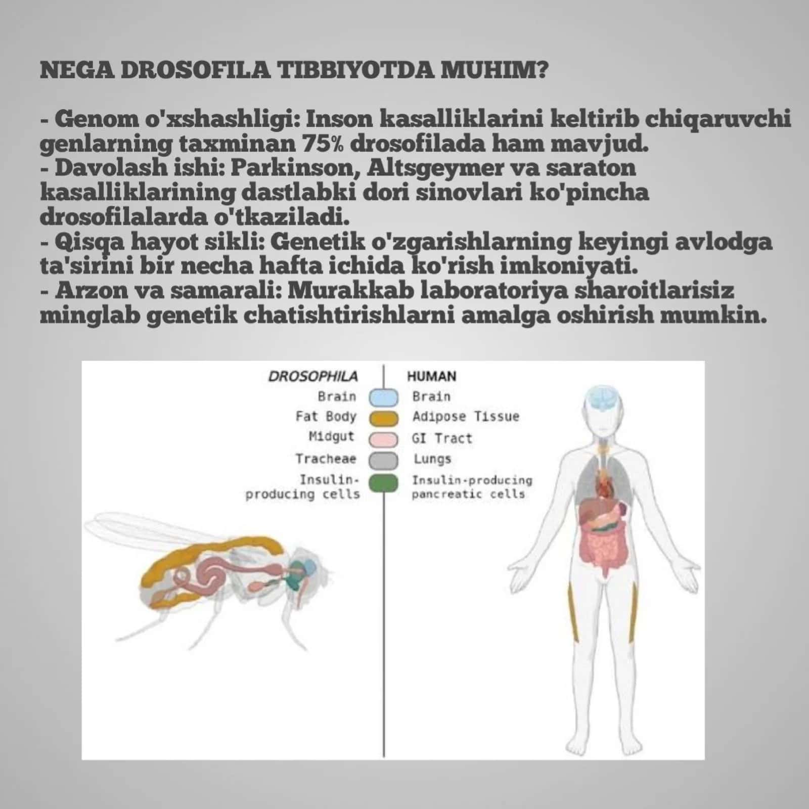Morganning xromosoma nazariyasi va uning tibbiyotdagi o'rni 2