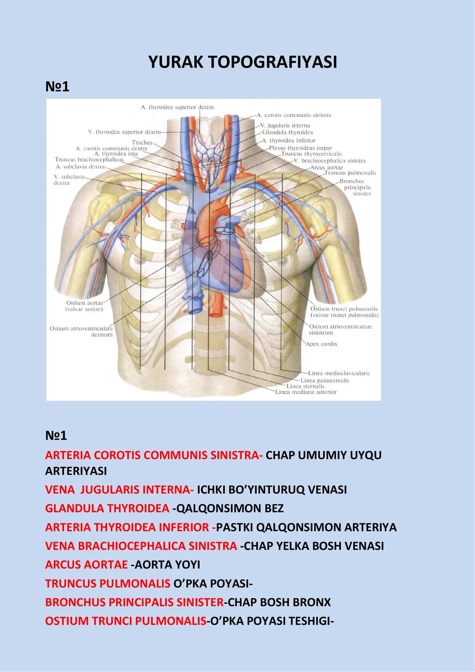 Yurak(anatomiya,klinikavaretseptura) 2