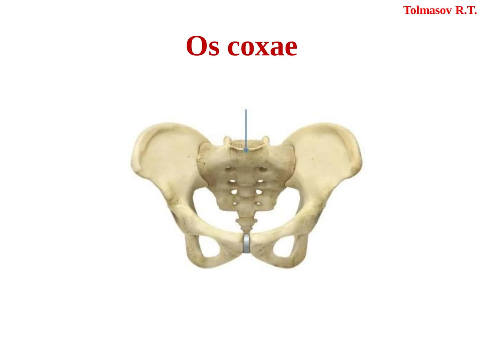 Os coxae 2